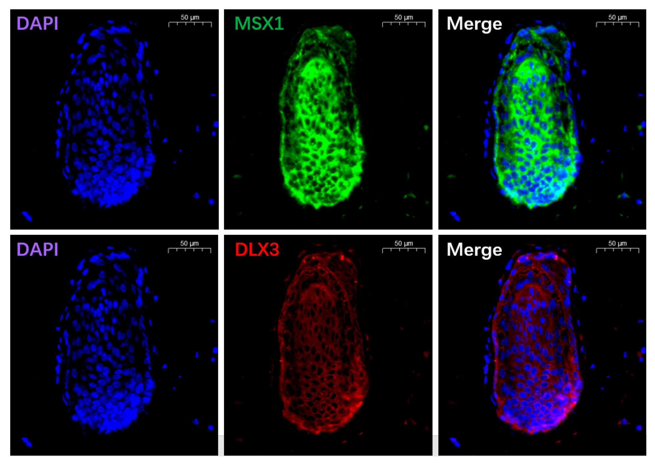 Animals 13 03818 g009