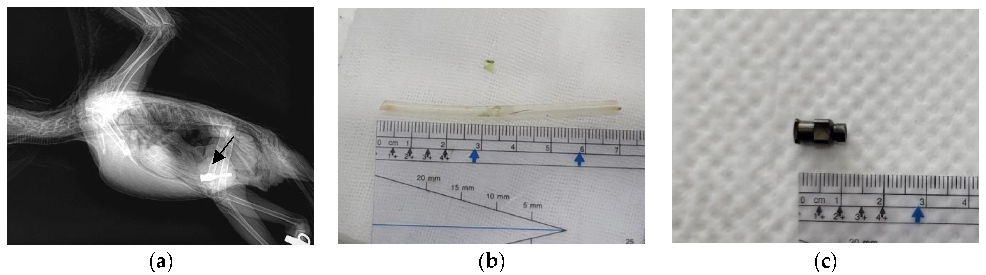 Animals 13 03839 g001