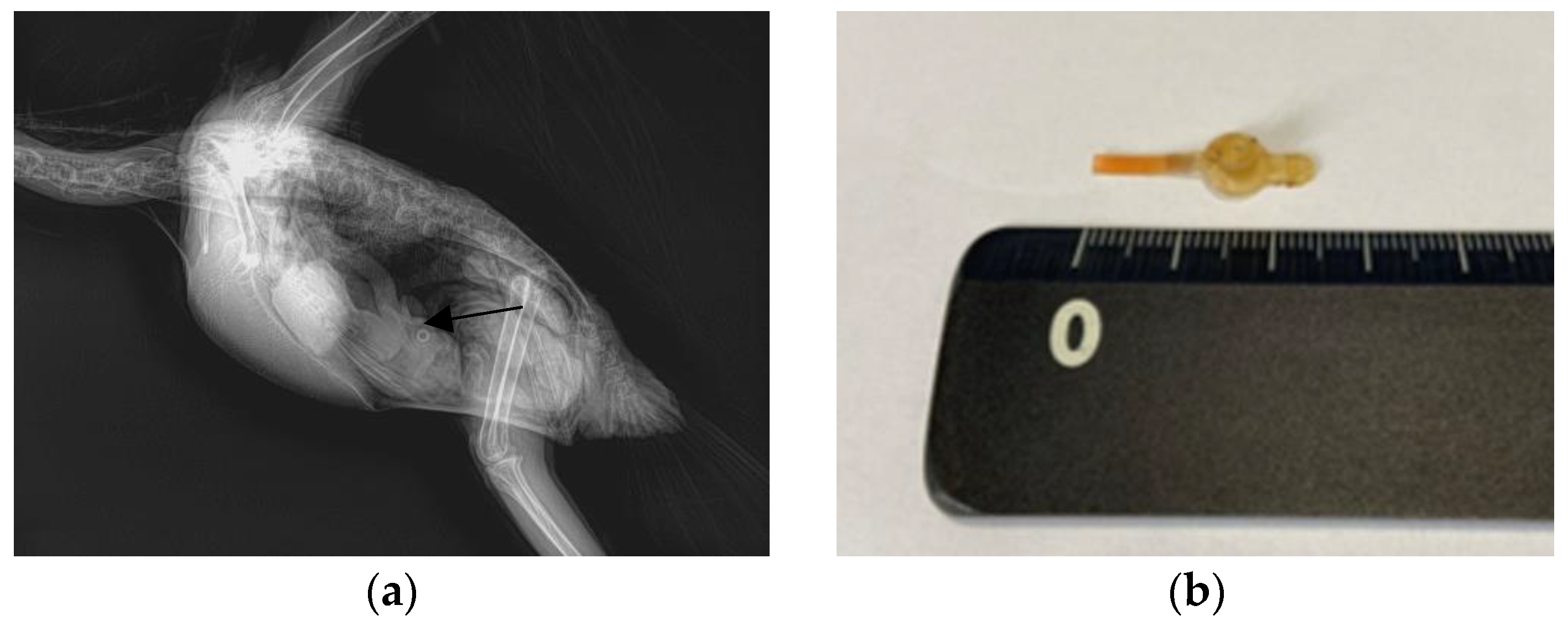 Animals 13 03839 g002