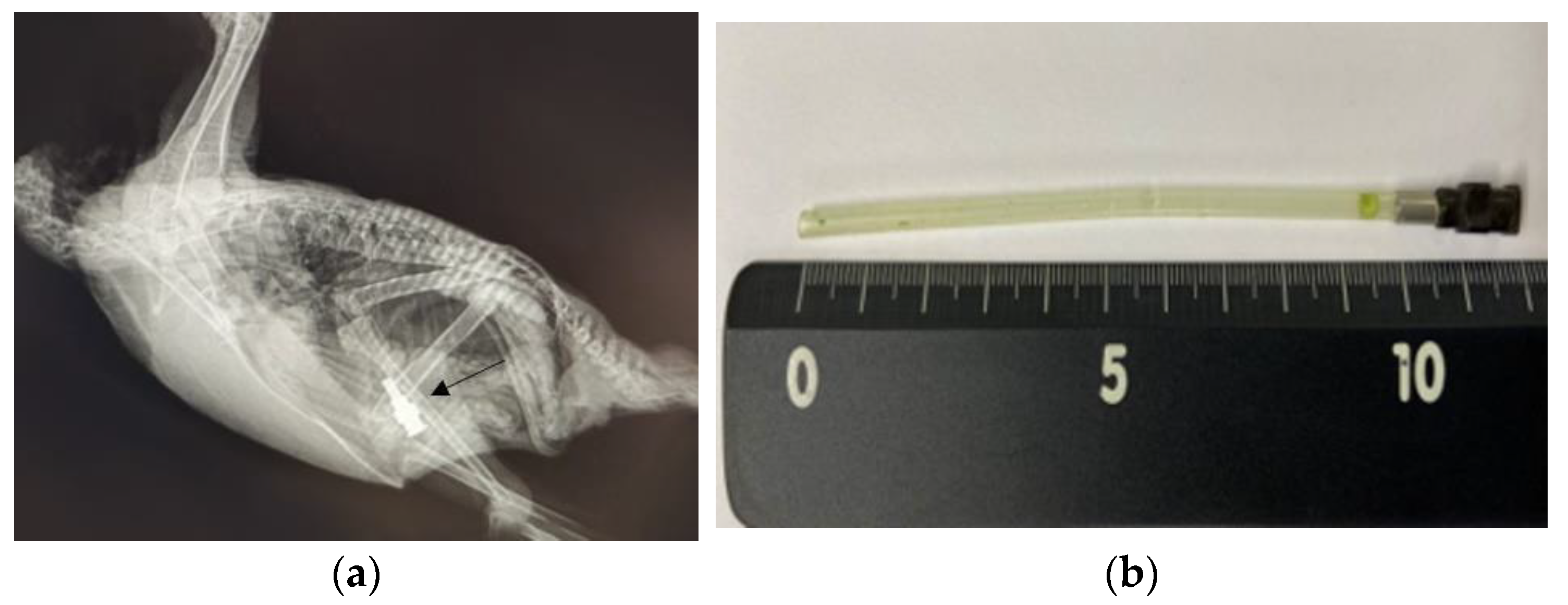 Animals 13 03839 g003