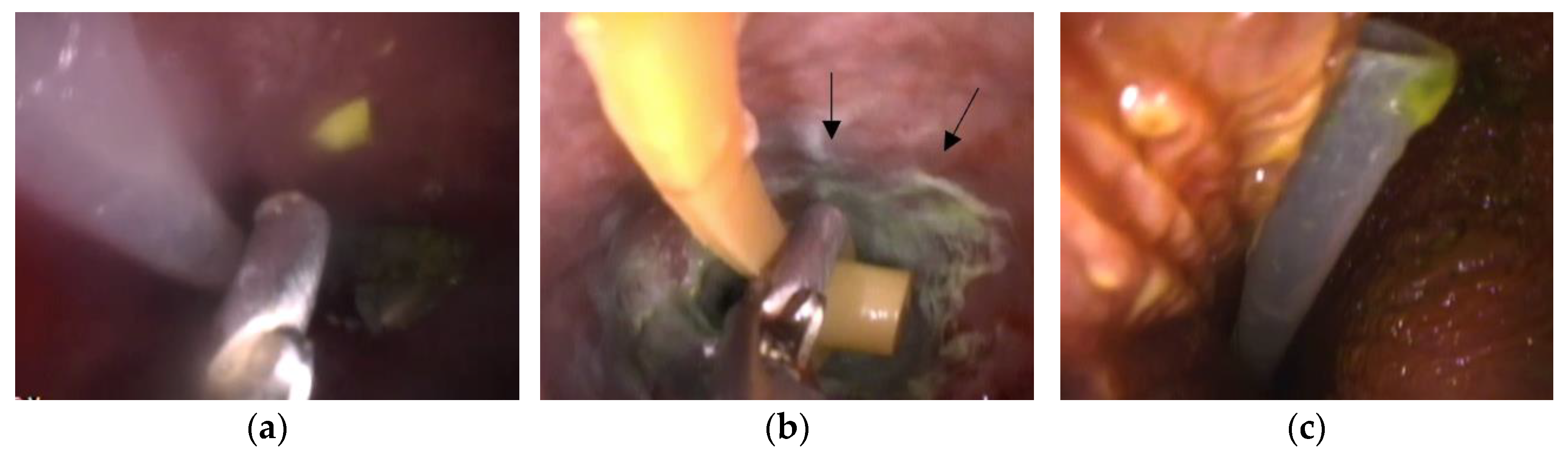 Animals 13 03839 g004