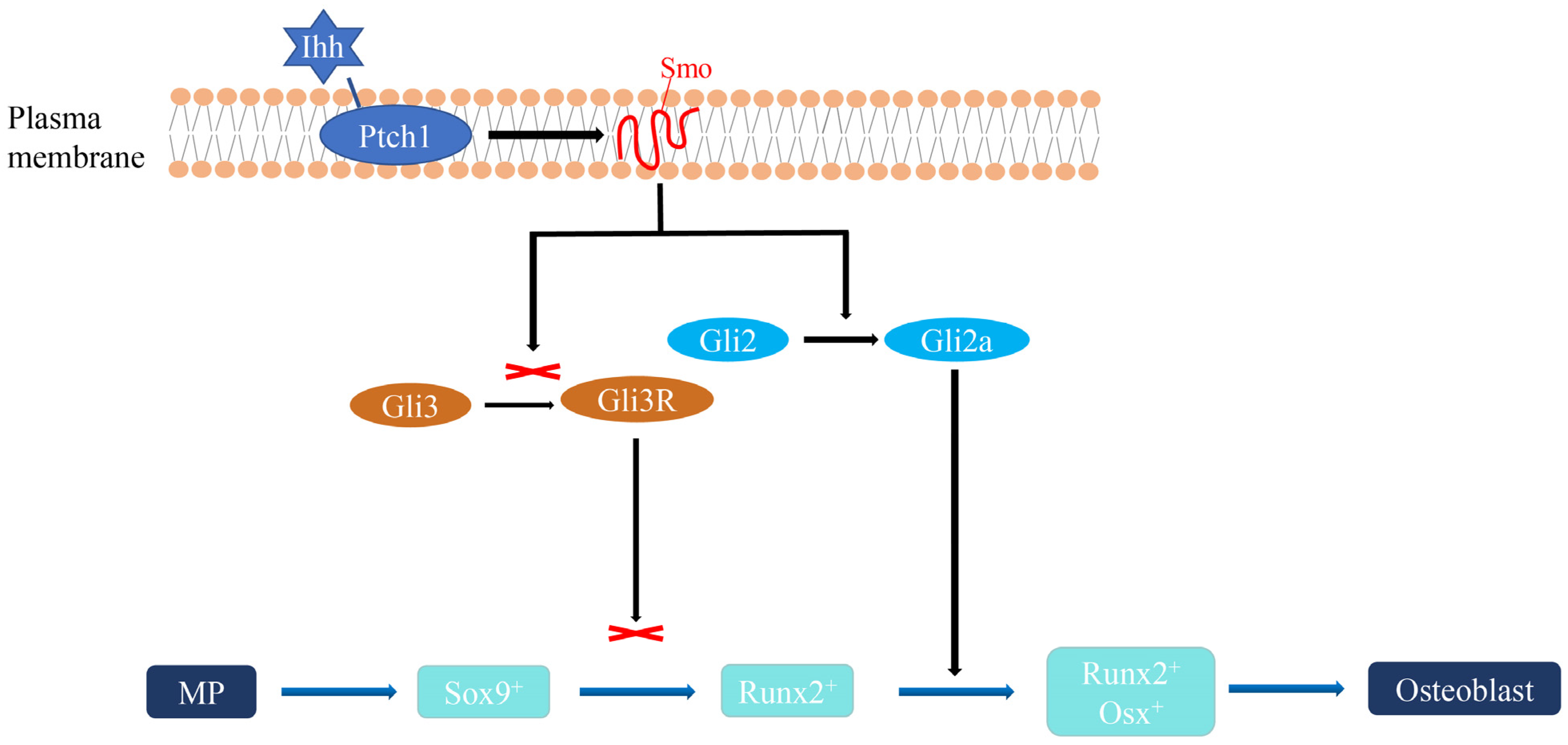 Animals 13 03840 g002