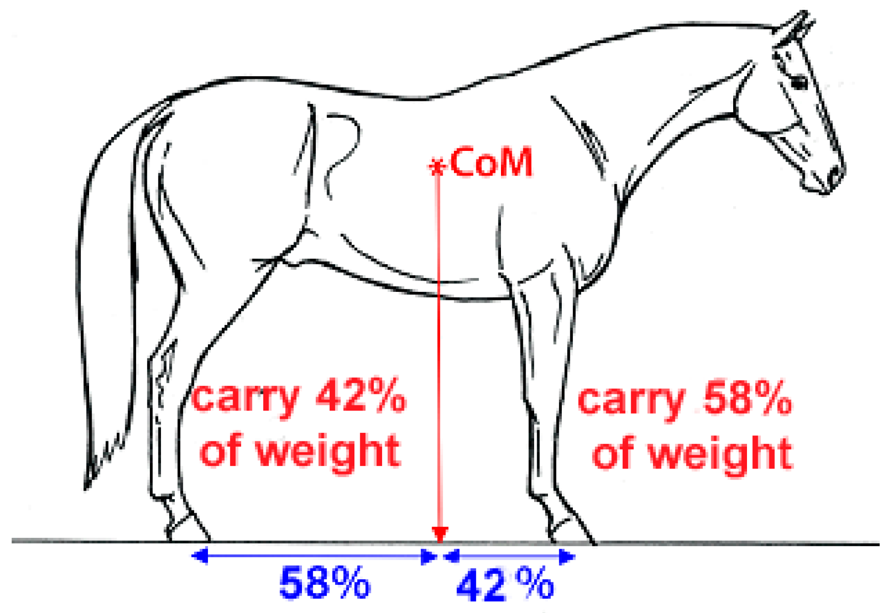 Animals 13 03854 g001 Animals 13 03854 g001