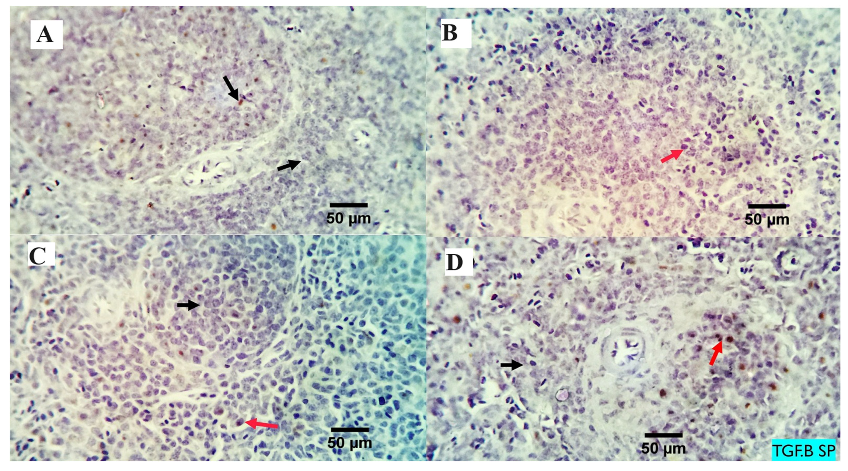 Animals 13 03862 g004 Animals 13 03862 g004