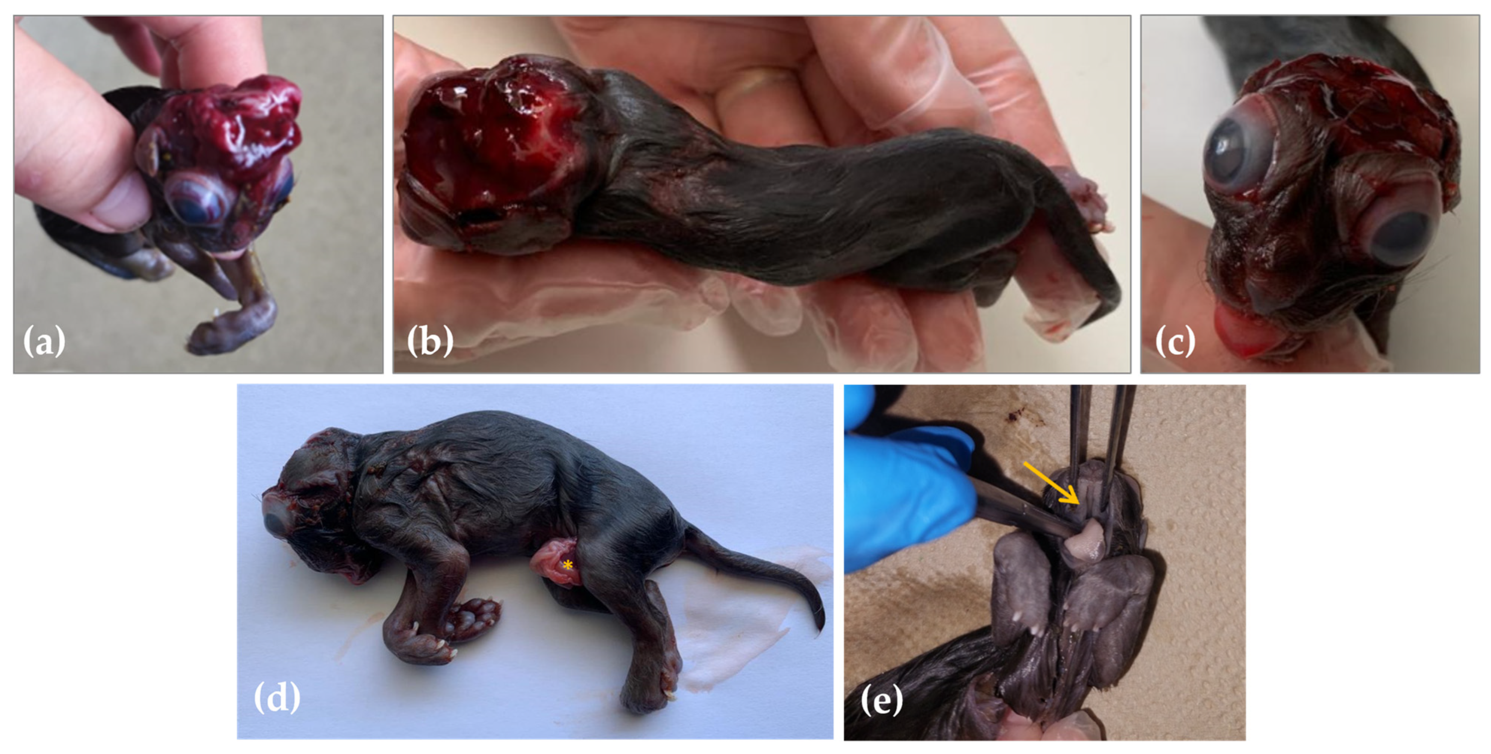 Animals 13 03882 g001