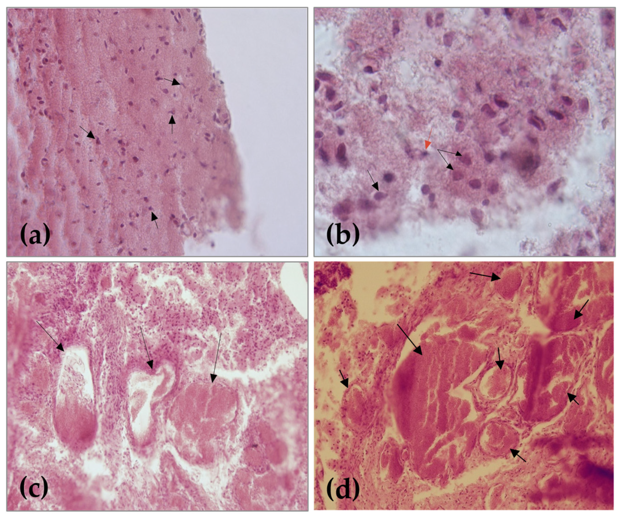 Animals 13 03882 g002