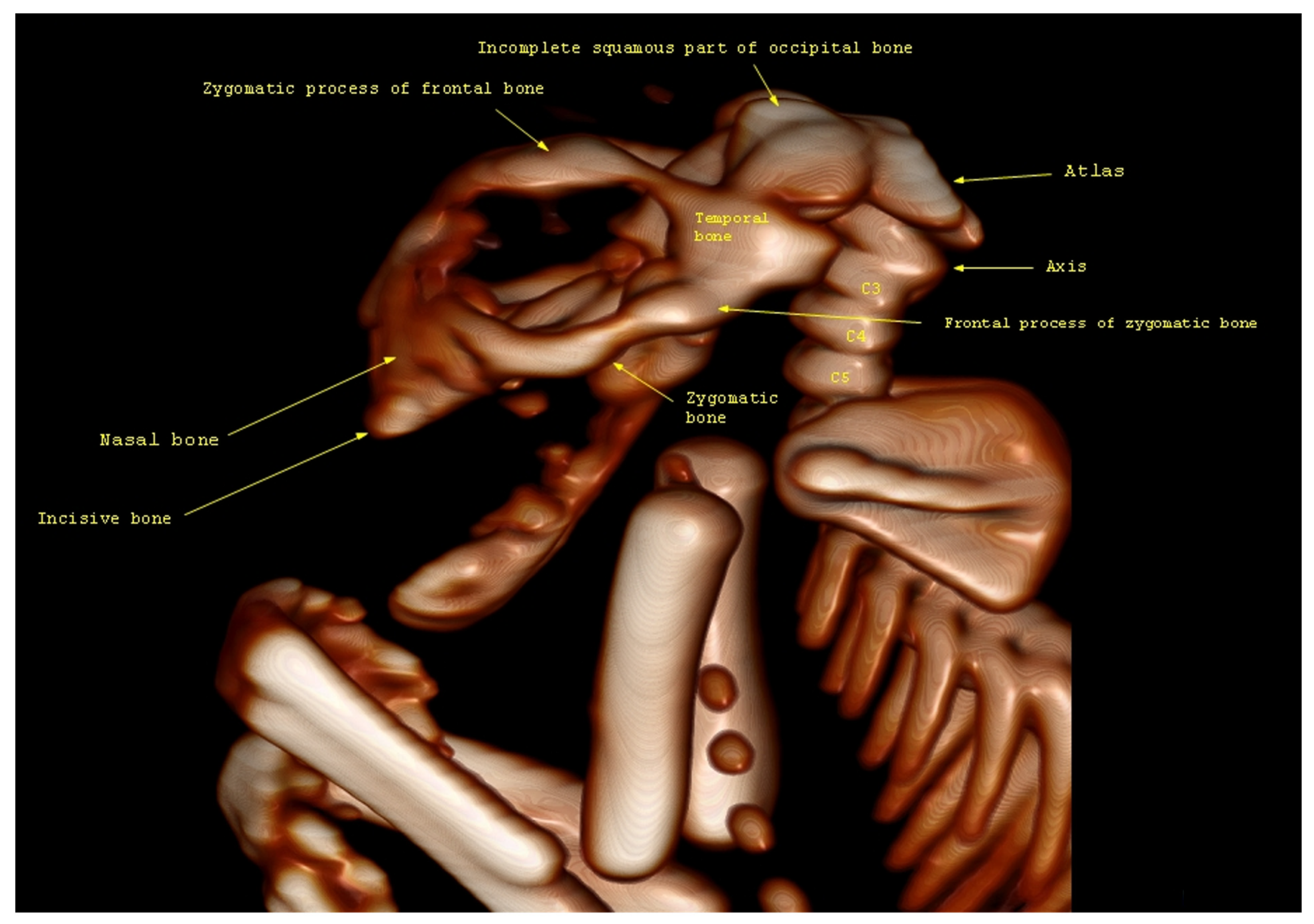 Animals 13 03882 g004