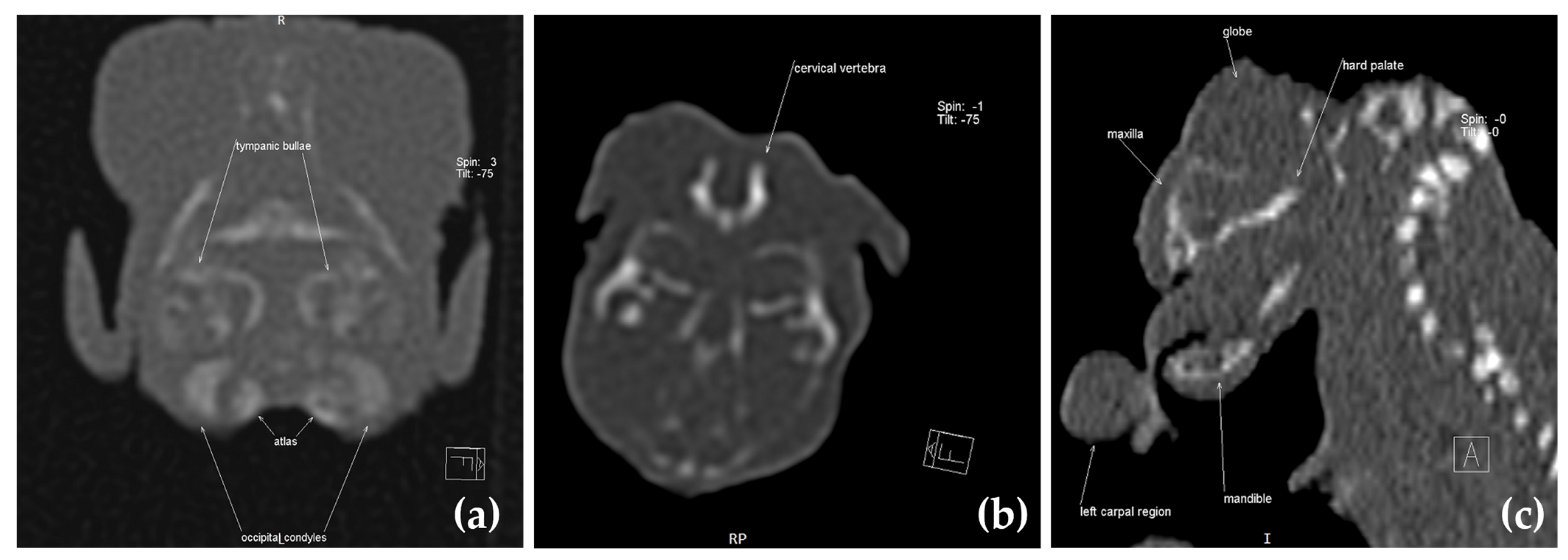 Animals 13 03882 g006