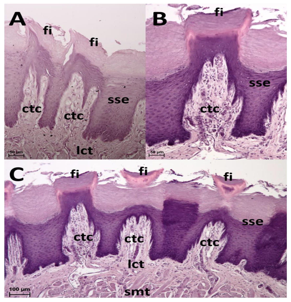 Animals 13 03889 g003