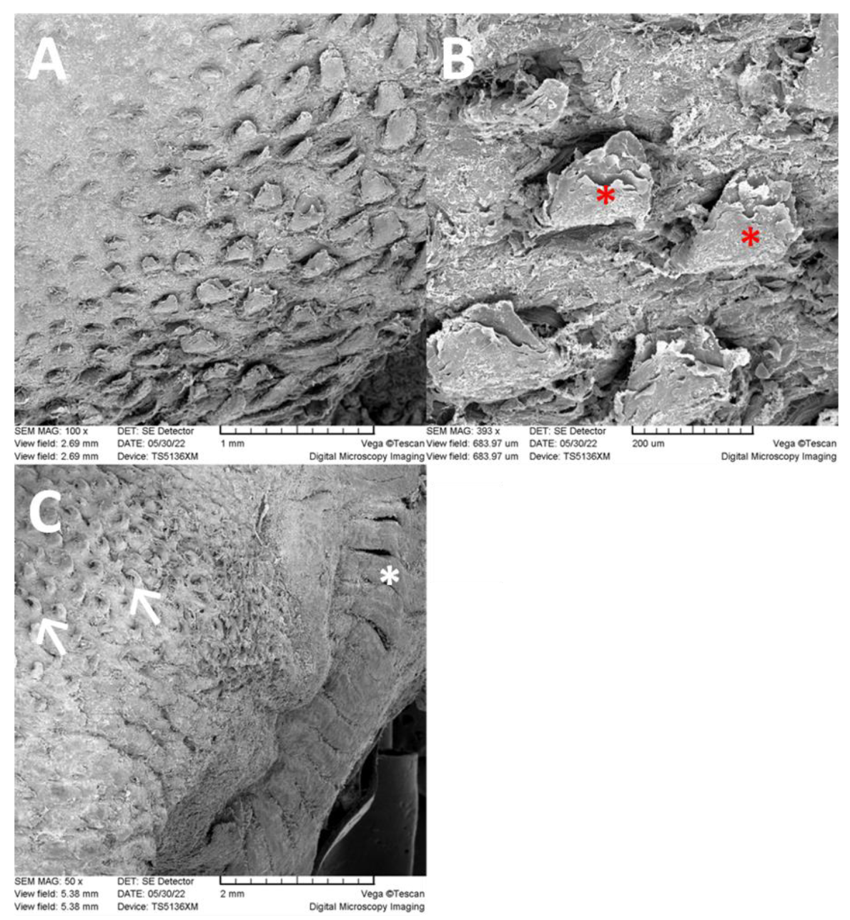 Animals 13 03889 g004