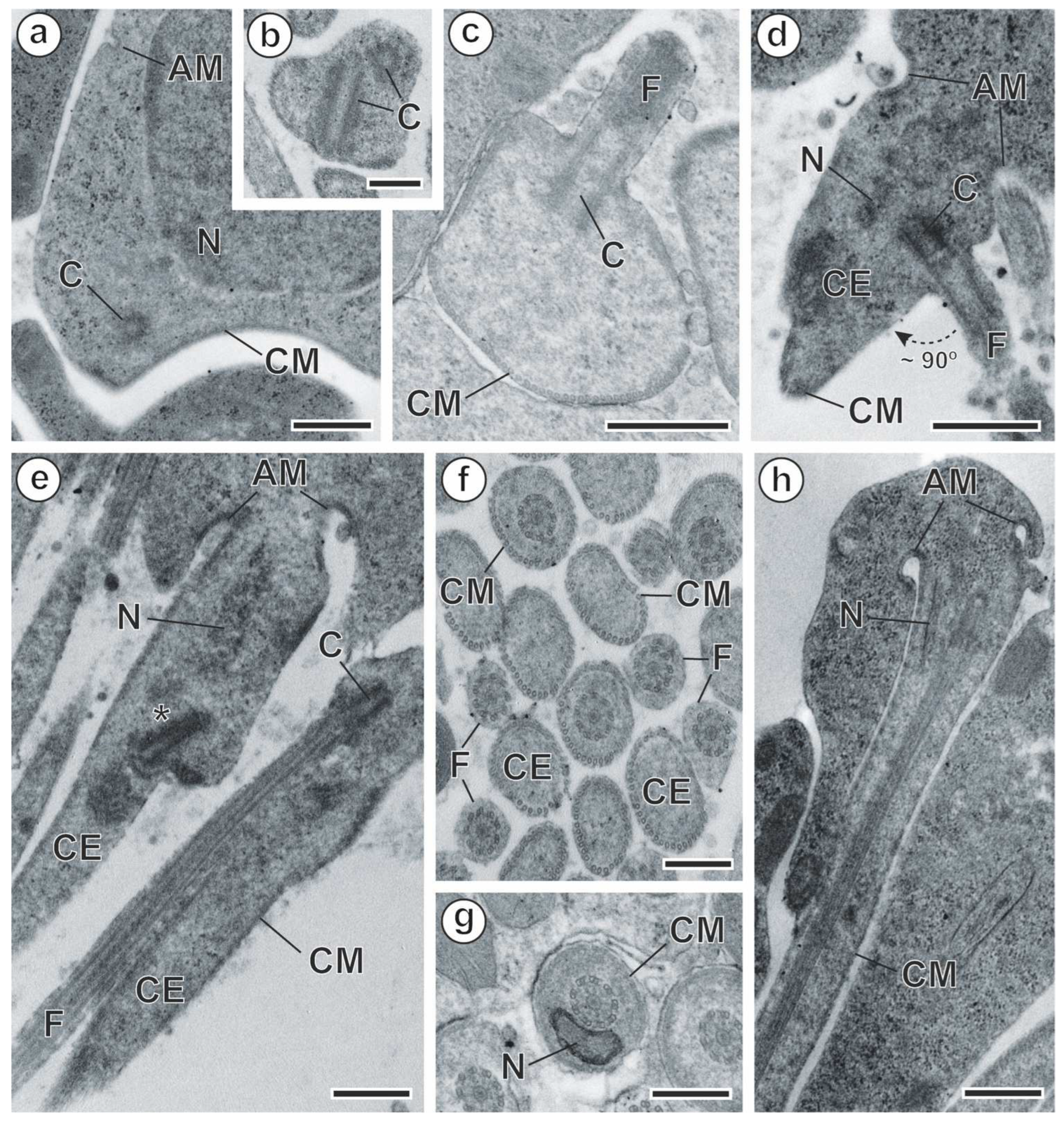 Animals 14 00012 g005 Animals 14 00012 g005