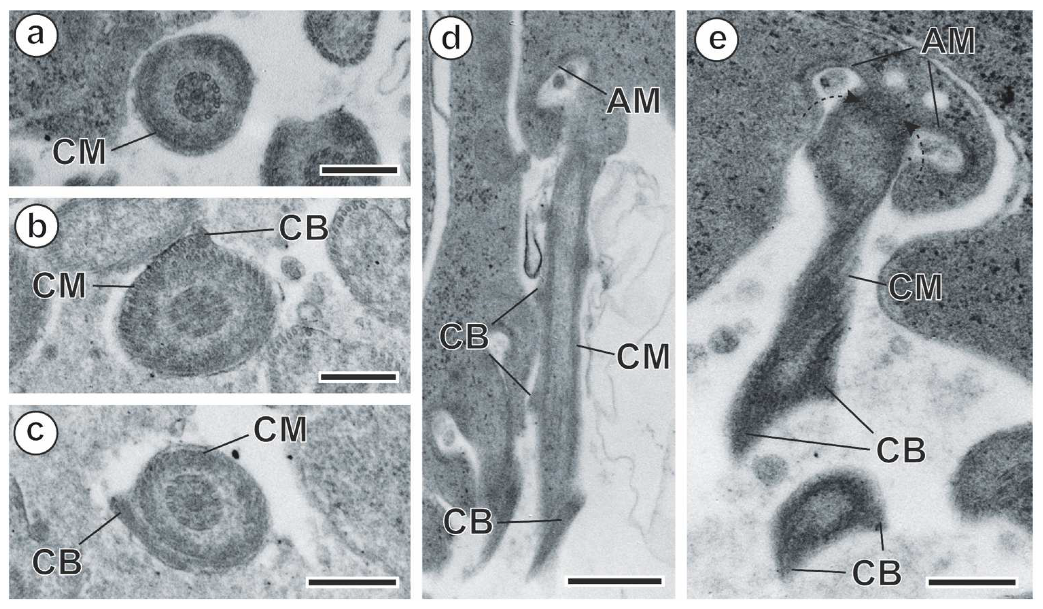 Animals 14 00012 g006 Animals 14 00012 g006