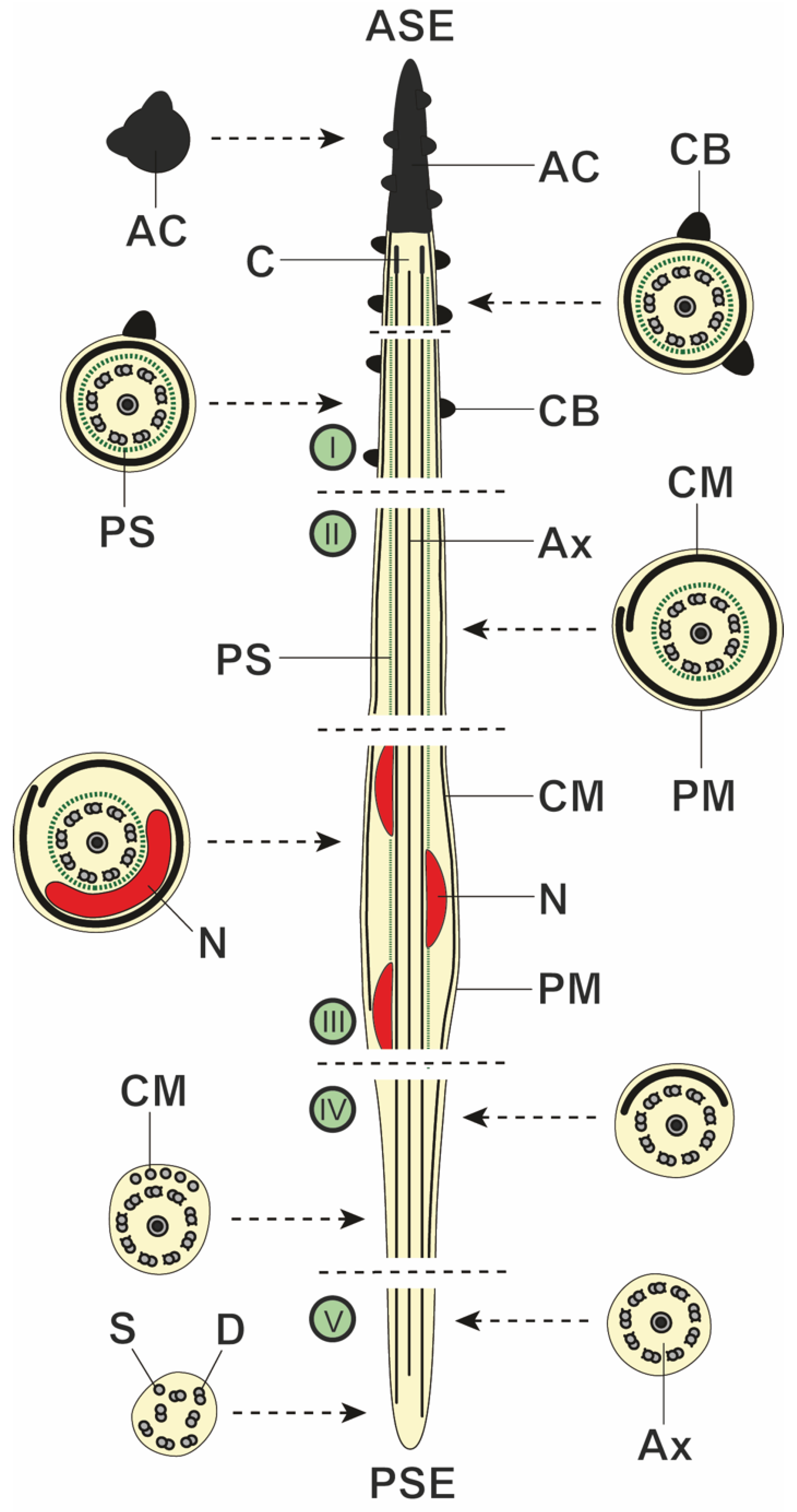 Animals 14 00012 g007 Animals 14 00012 g007