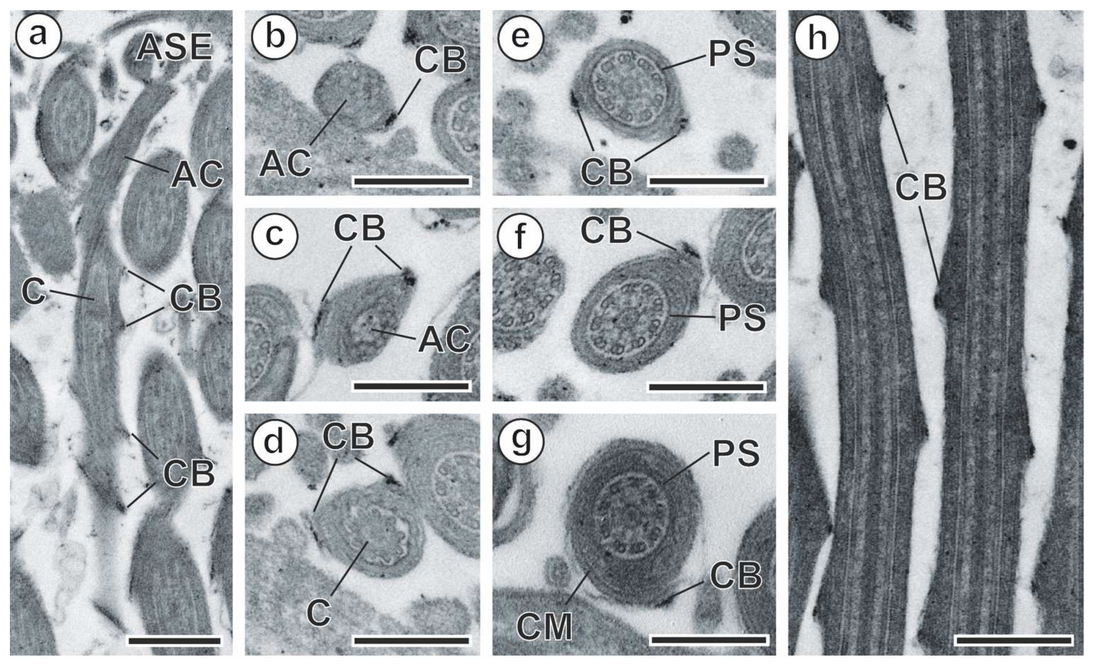 Animals 14 00012 g008 Animals 14 00012 g008