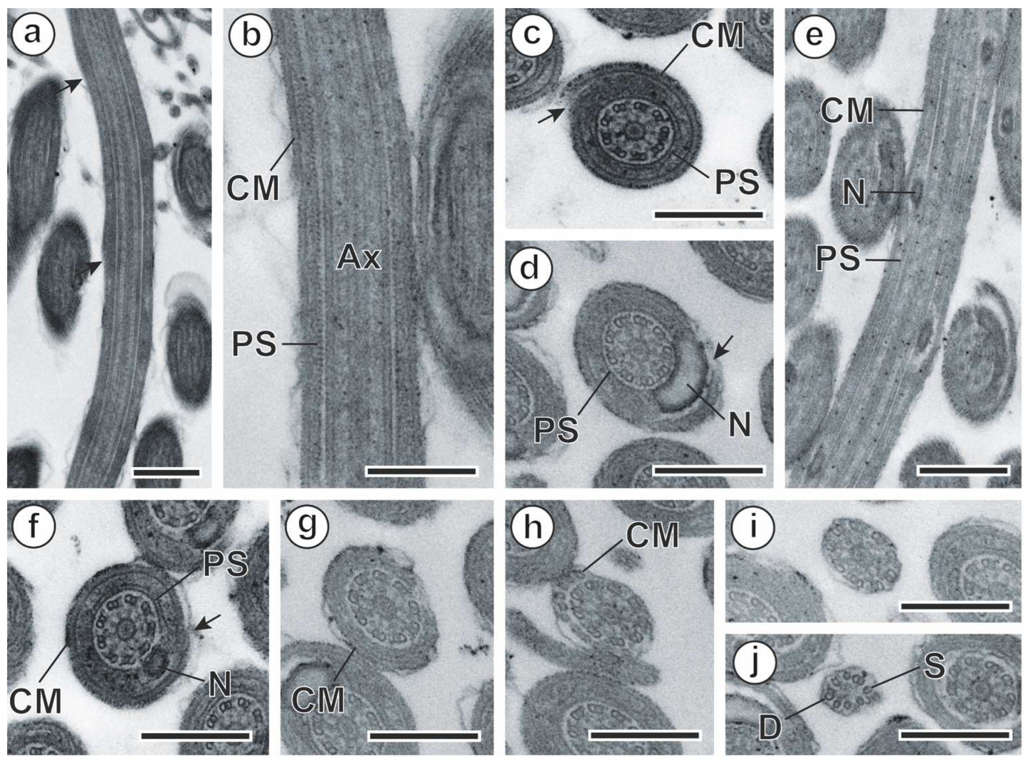 Animals 14 00012 g009 Animals 14 00012 g009