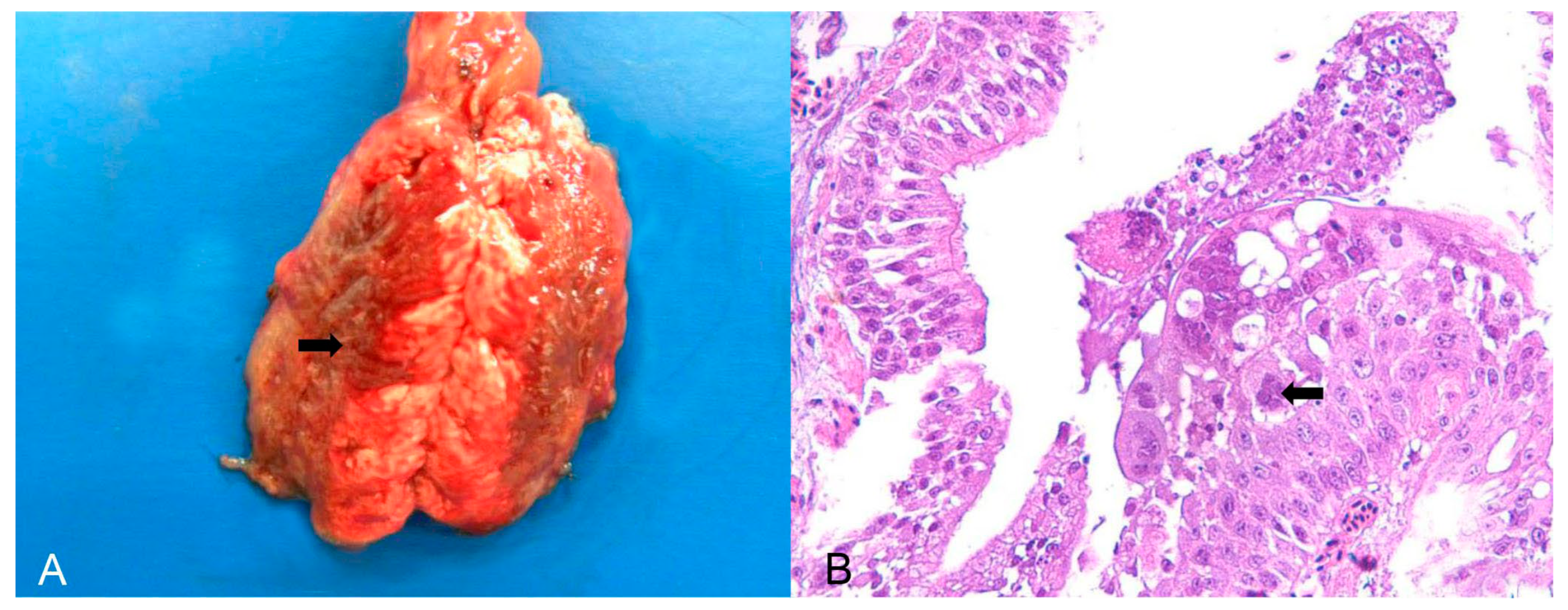 Animals 14 00025 g001