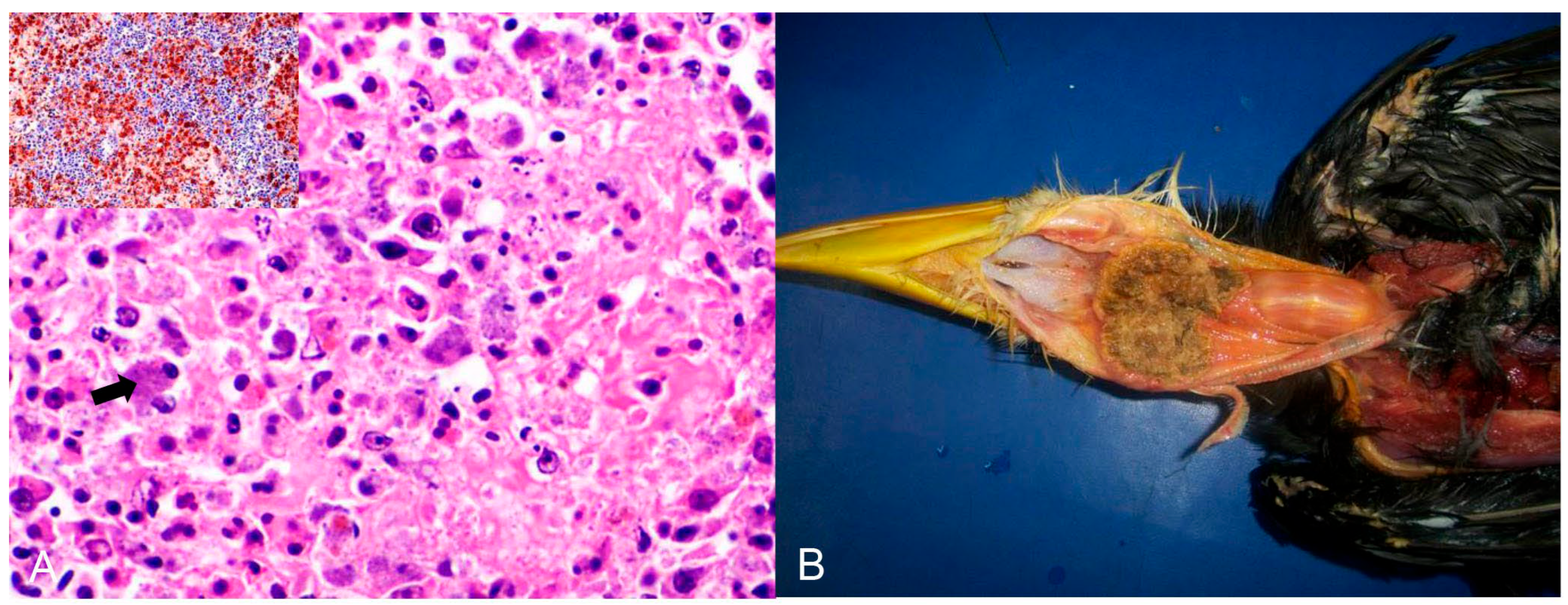 Animals 14 00025 g002