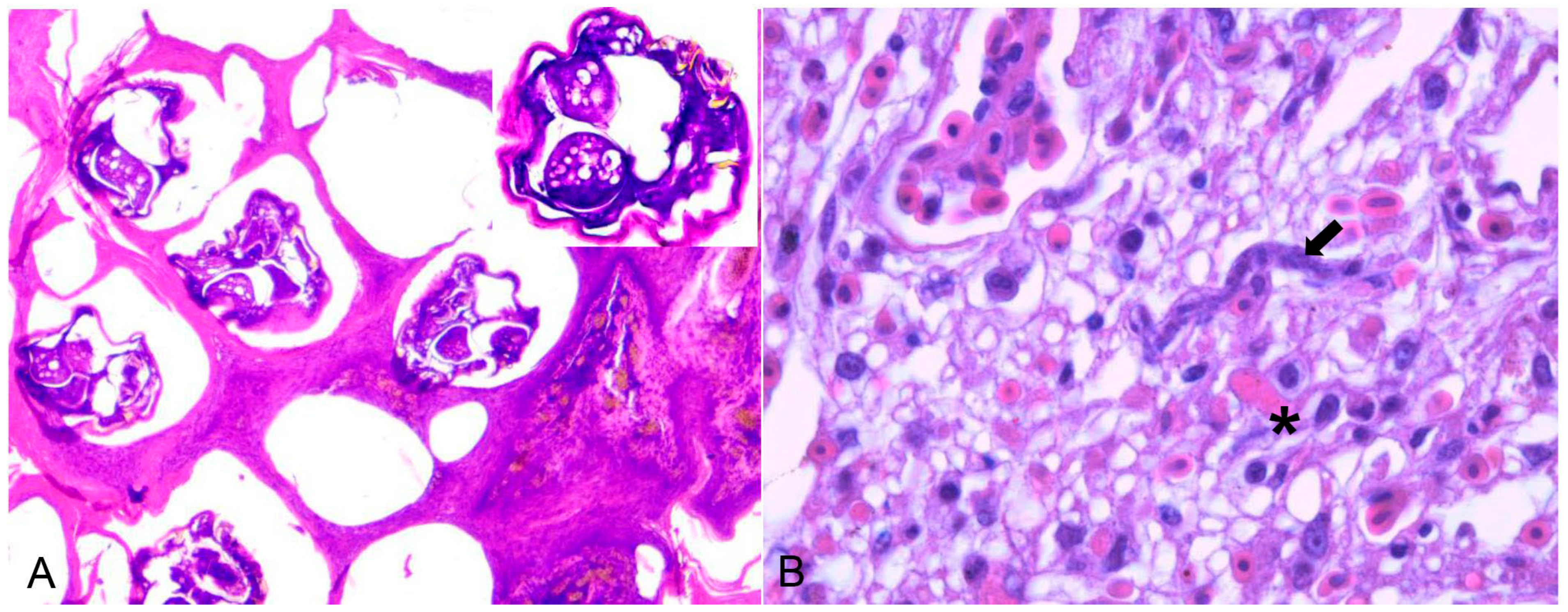 Animals 14 00025 g003