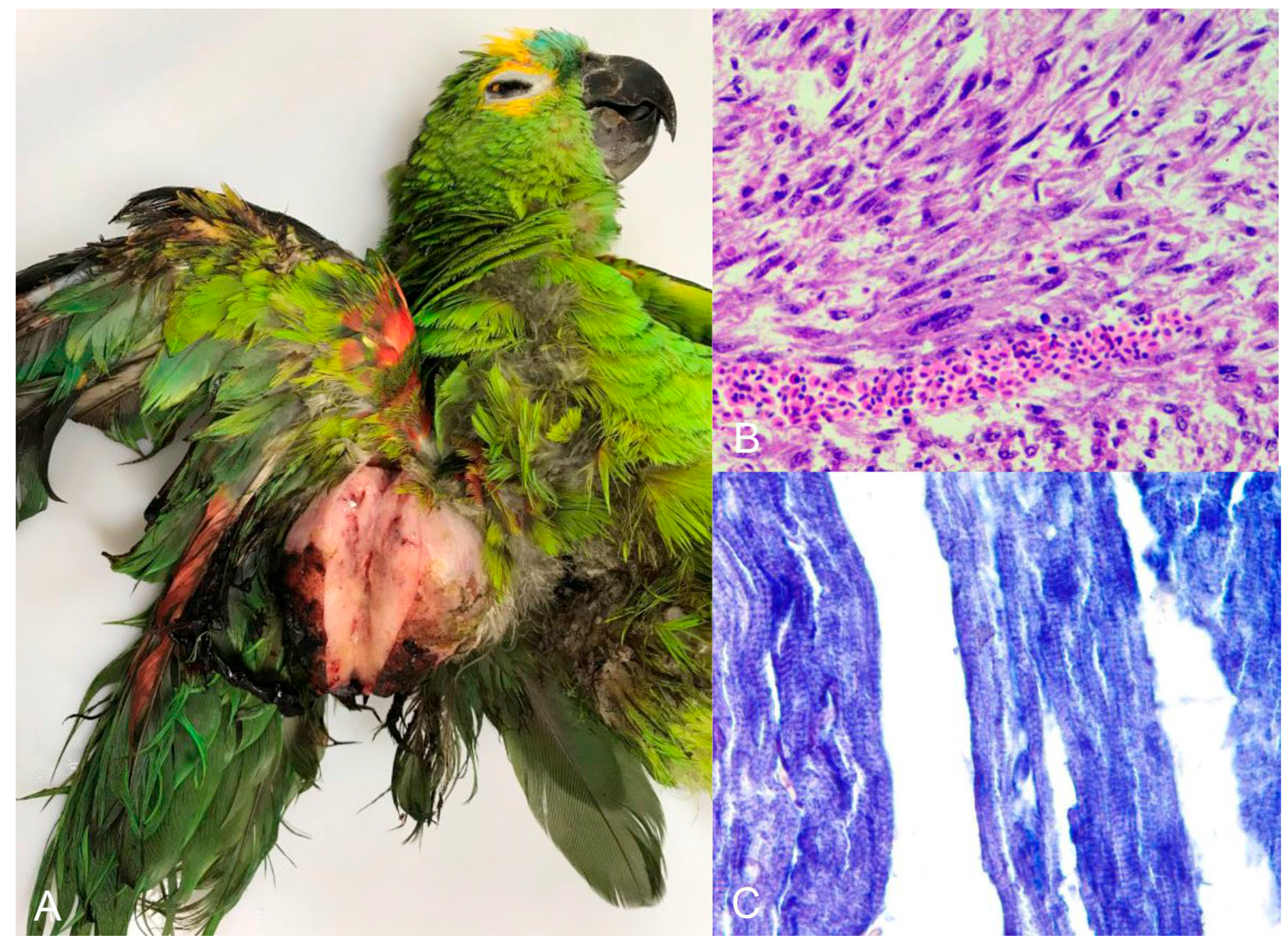 Animals 14 00025 g006