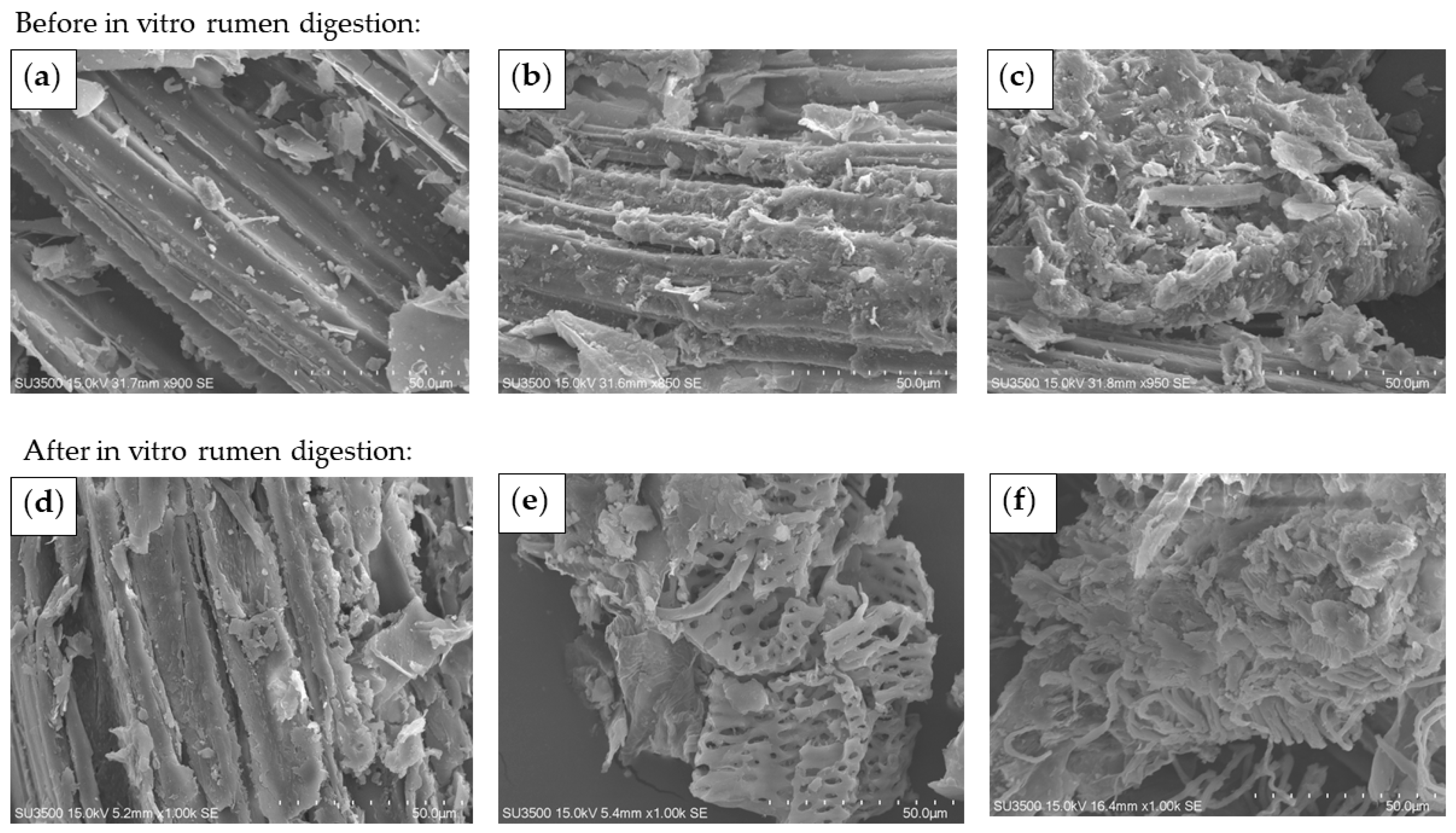 Animals 14 00029 g005