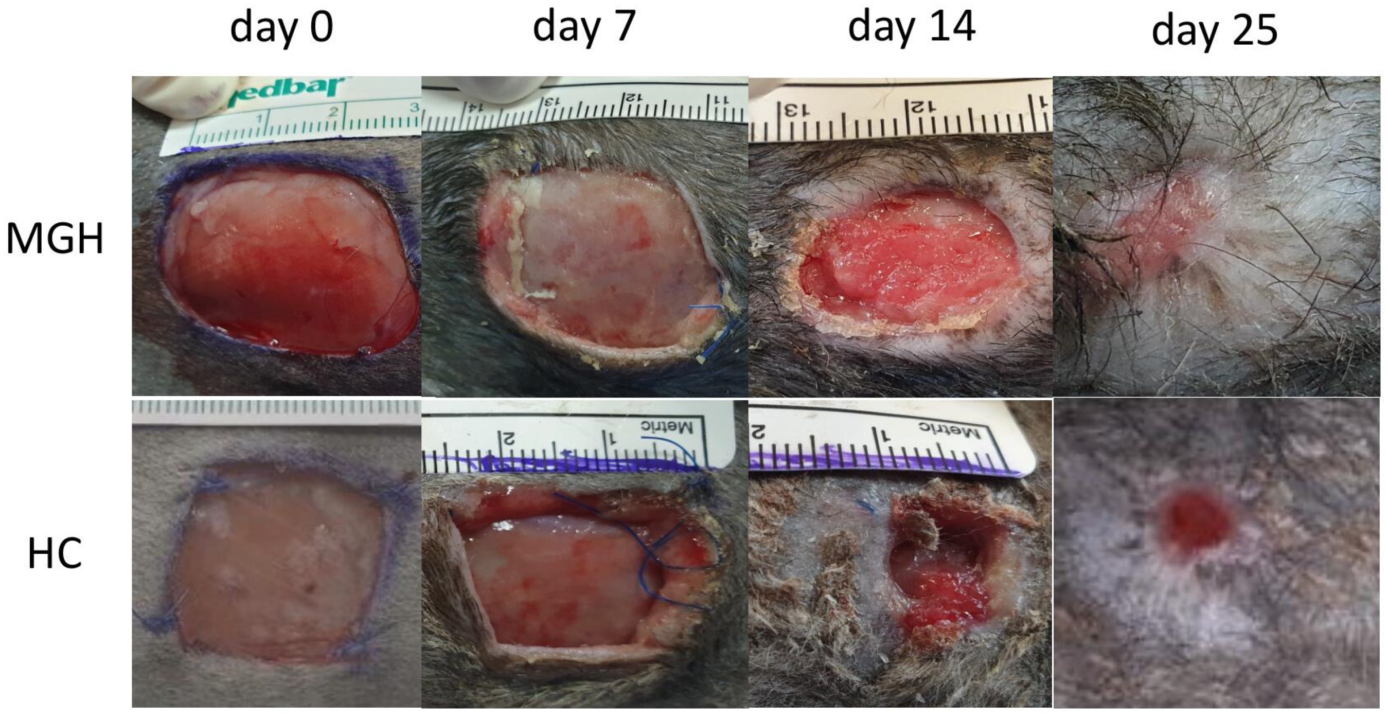 Animals 14 00036 g002