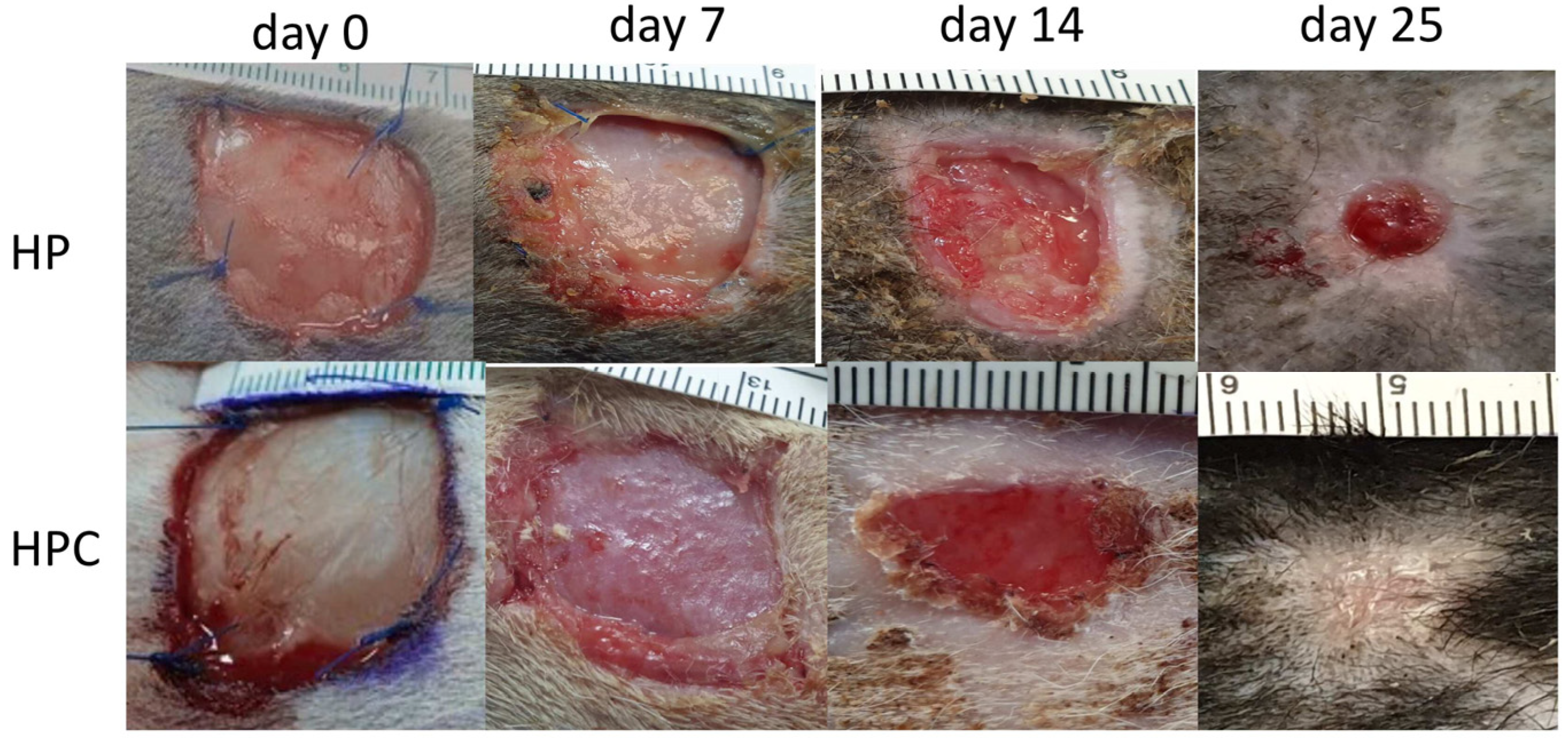 Animals 14 00036 g003