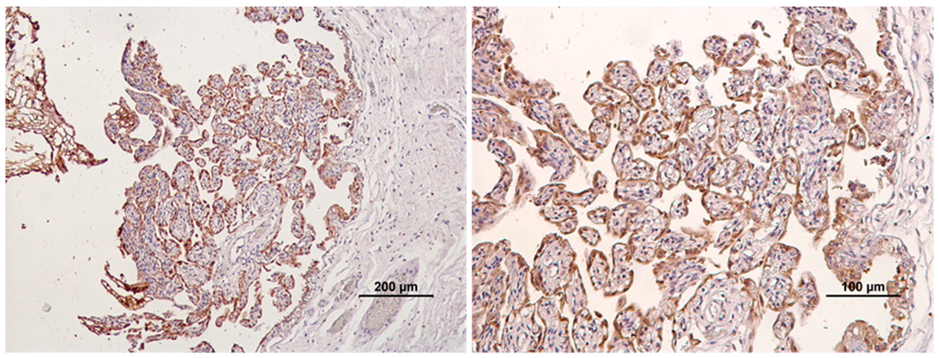 Animals 14 00048 g001