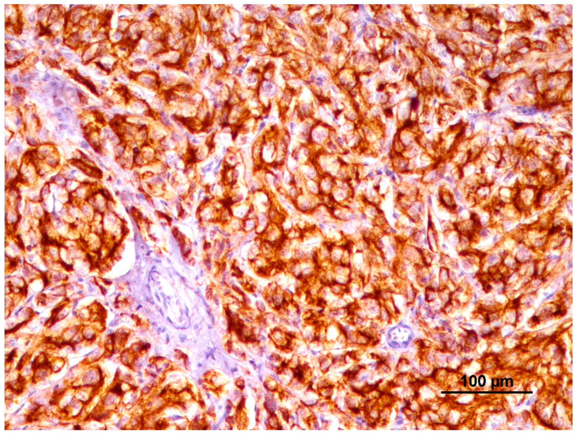 Animals 14 00048 g005