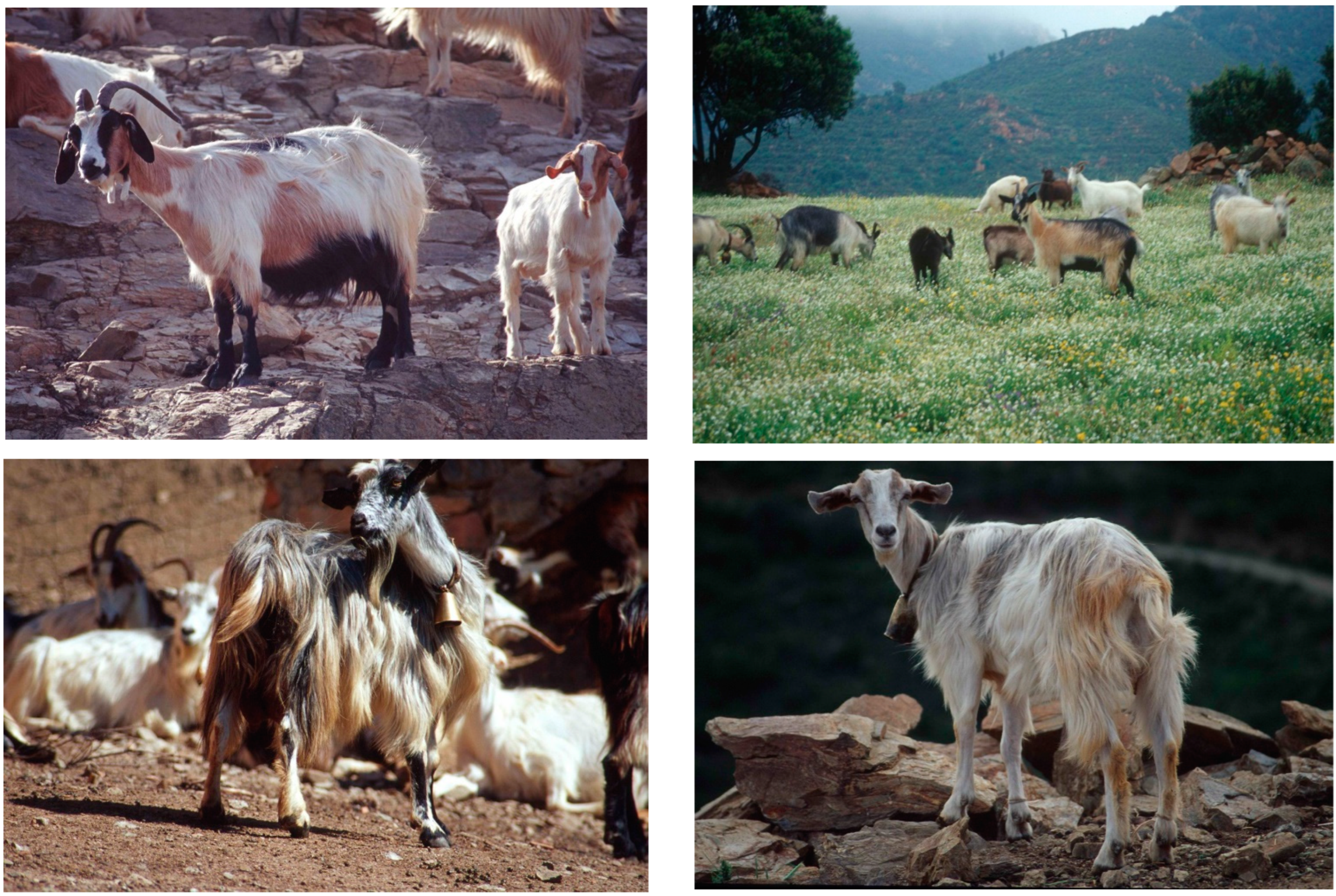 Animals 14 00056 g001