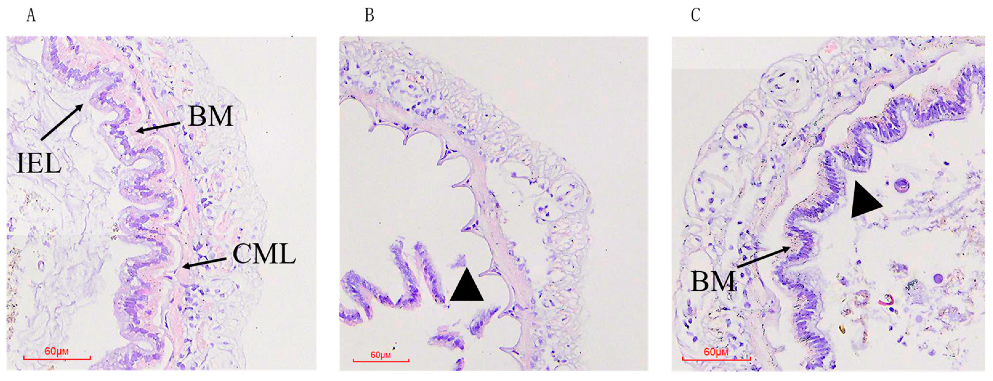 Animals 14 00058 g001