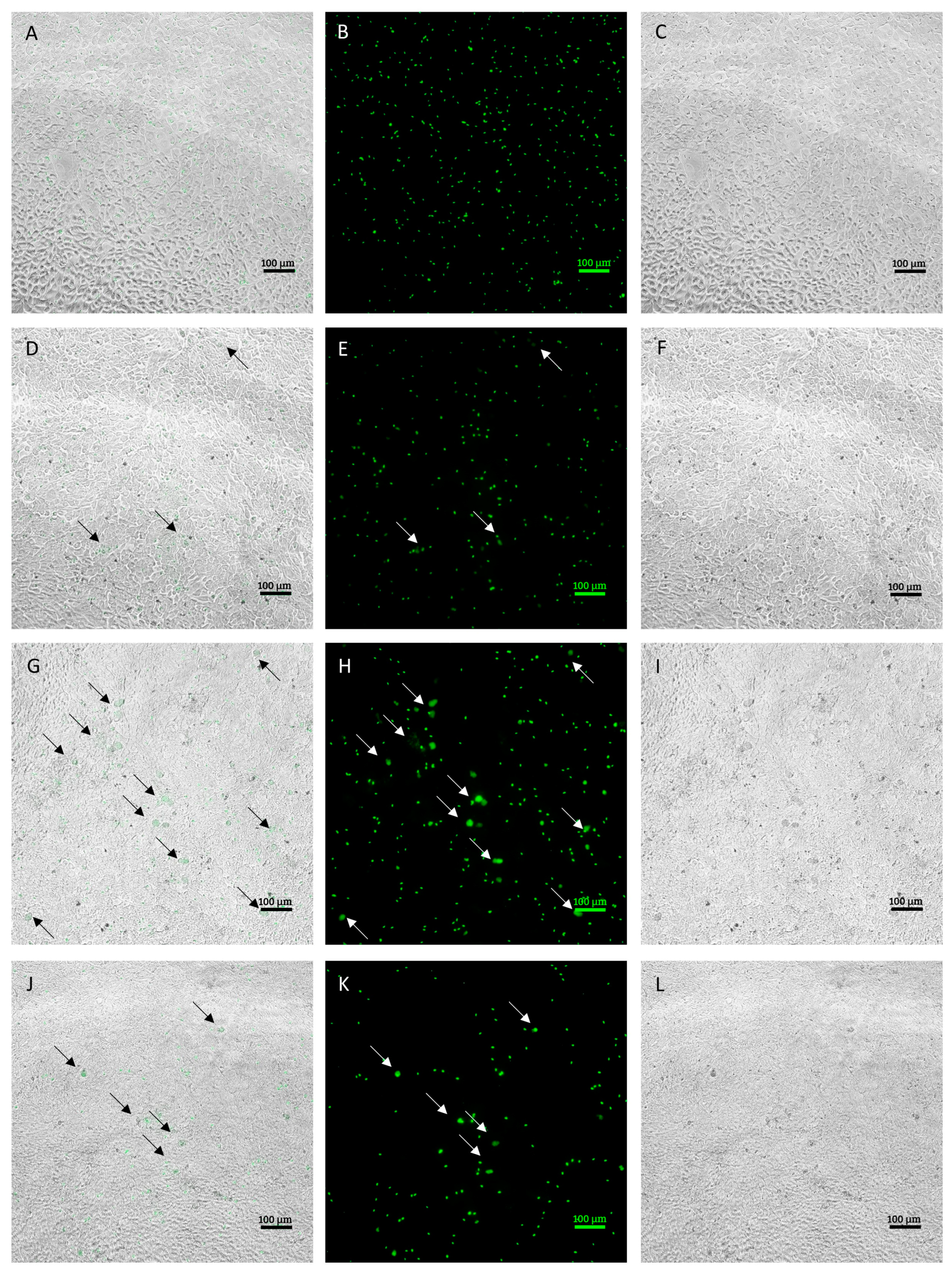 Animals 14 00077 g001