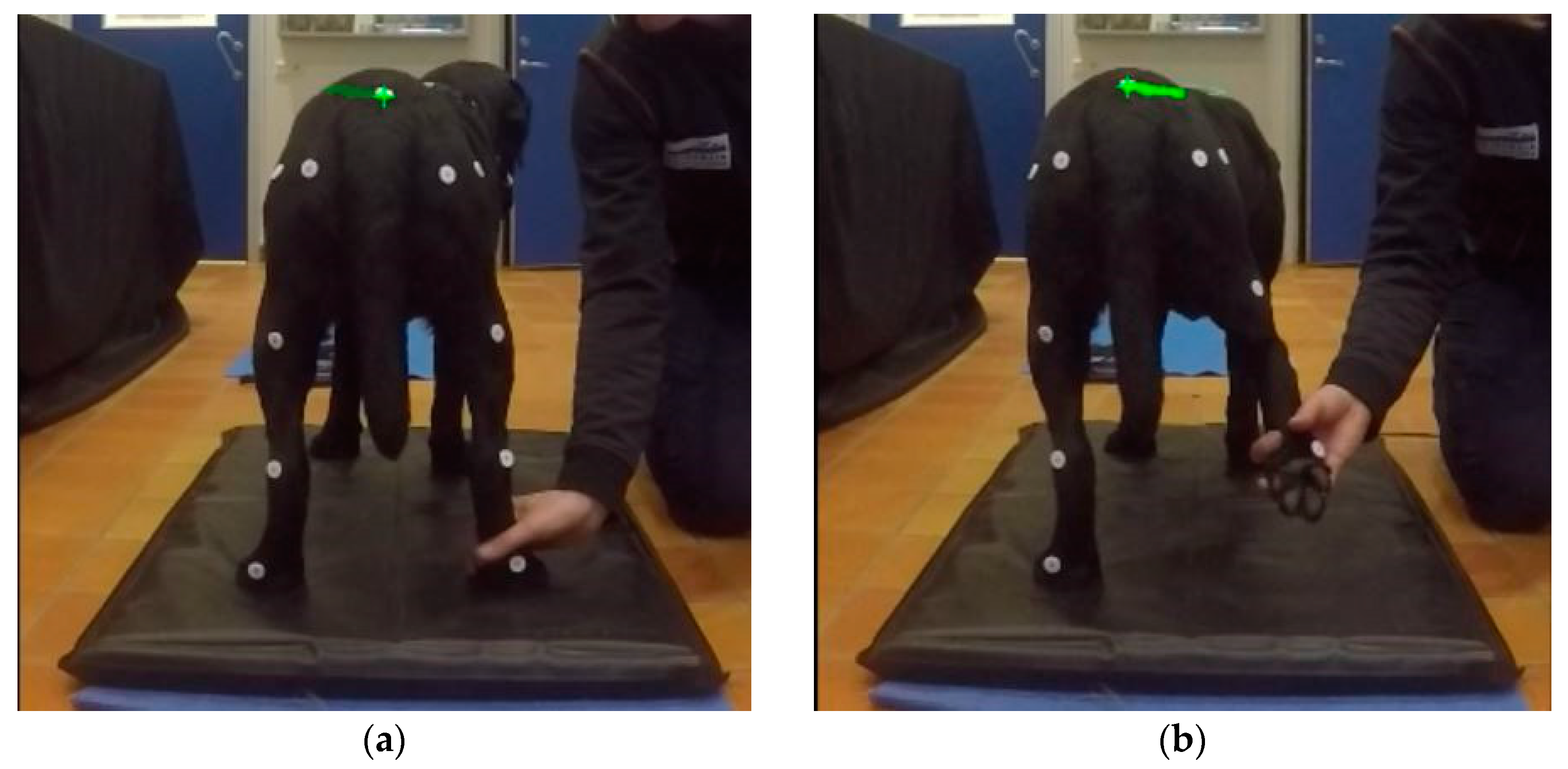 Animals 14 00092 g002