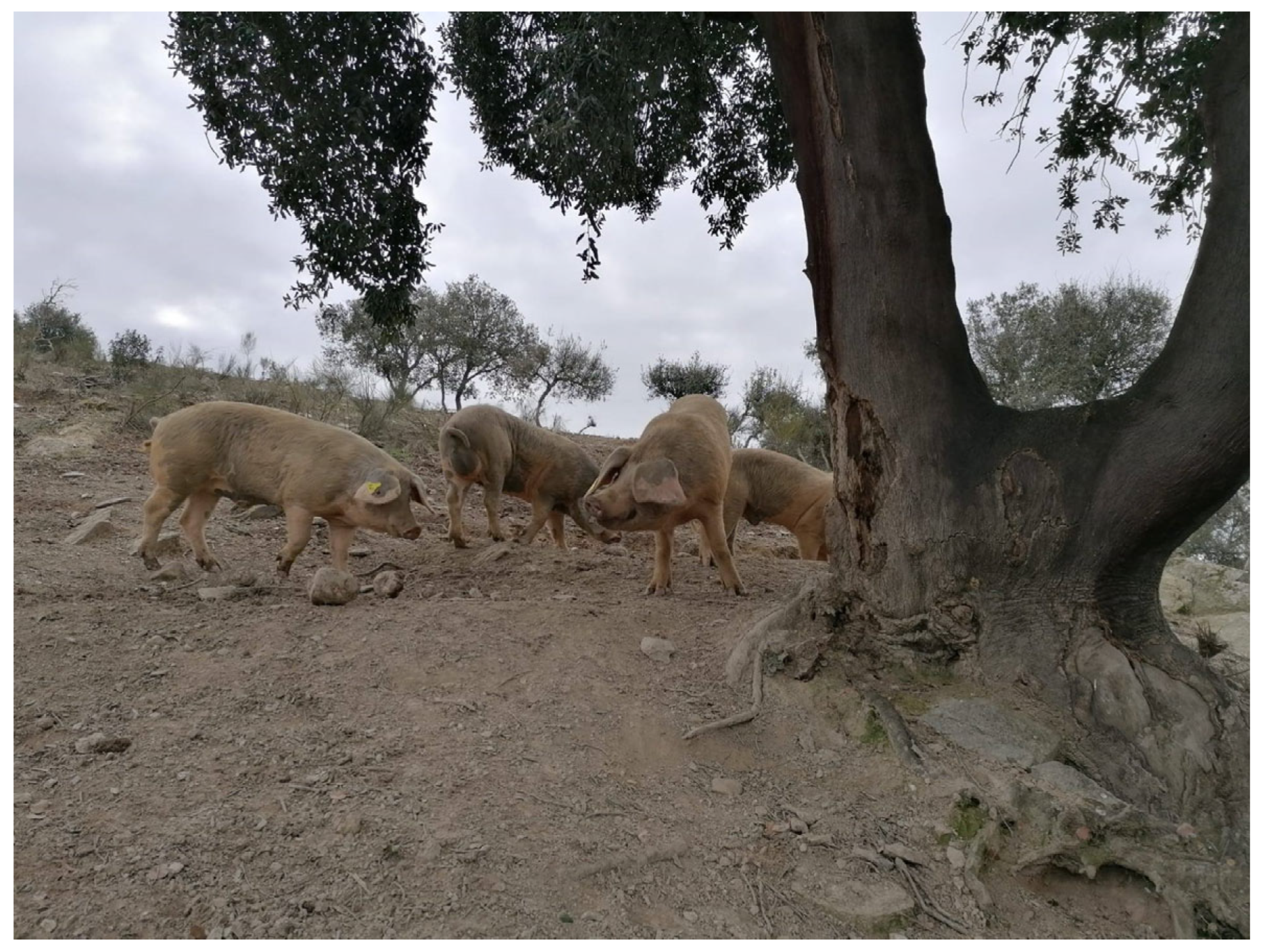 Animals 14 00102 g002