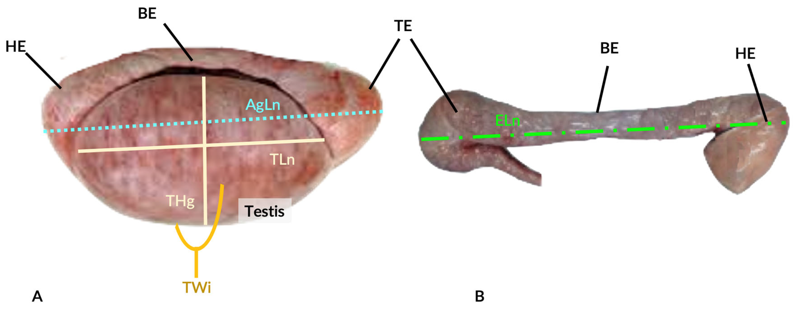 Animals 14 00102 g003