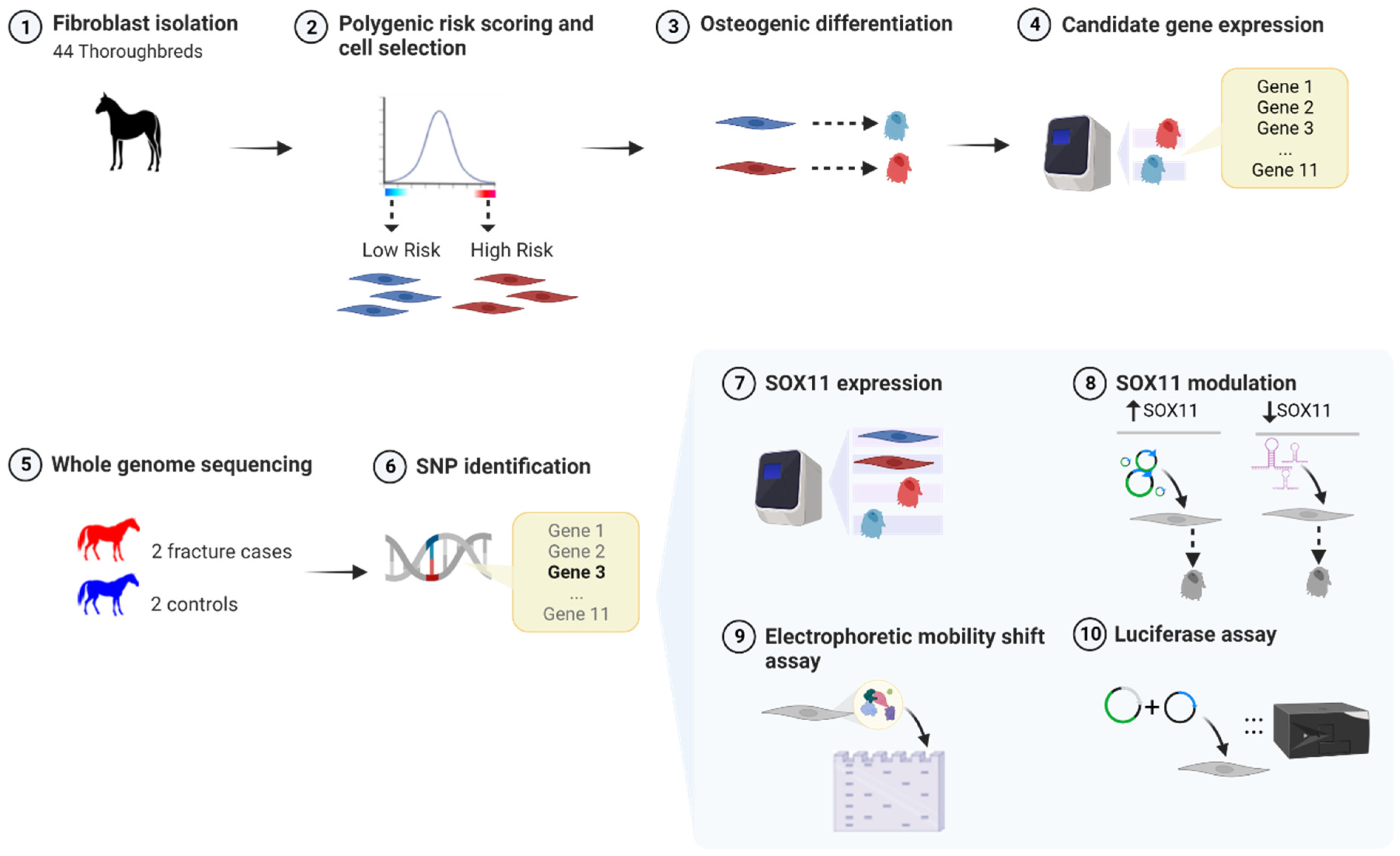 Animals 14 00116 g001