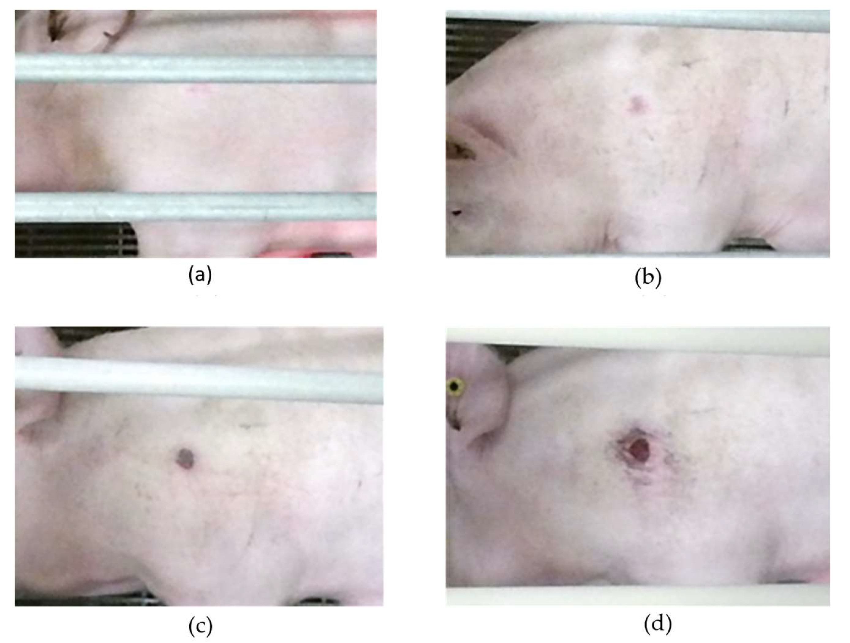 Animals 14 00131 g002