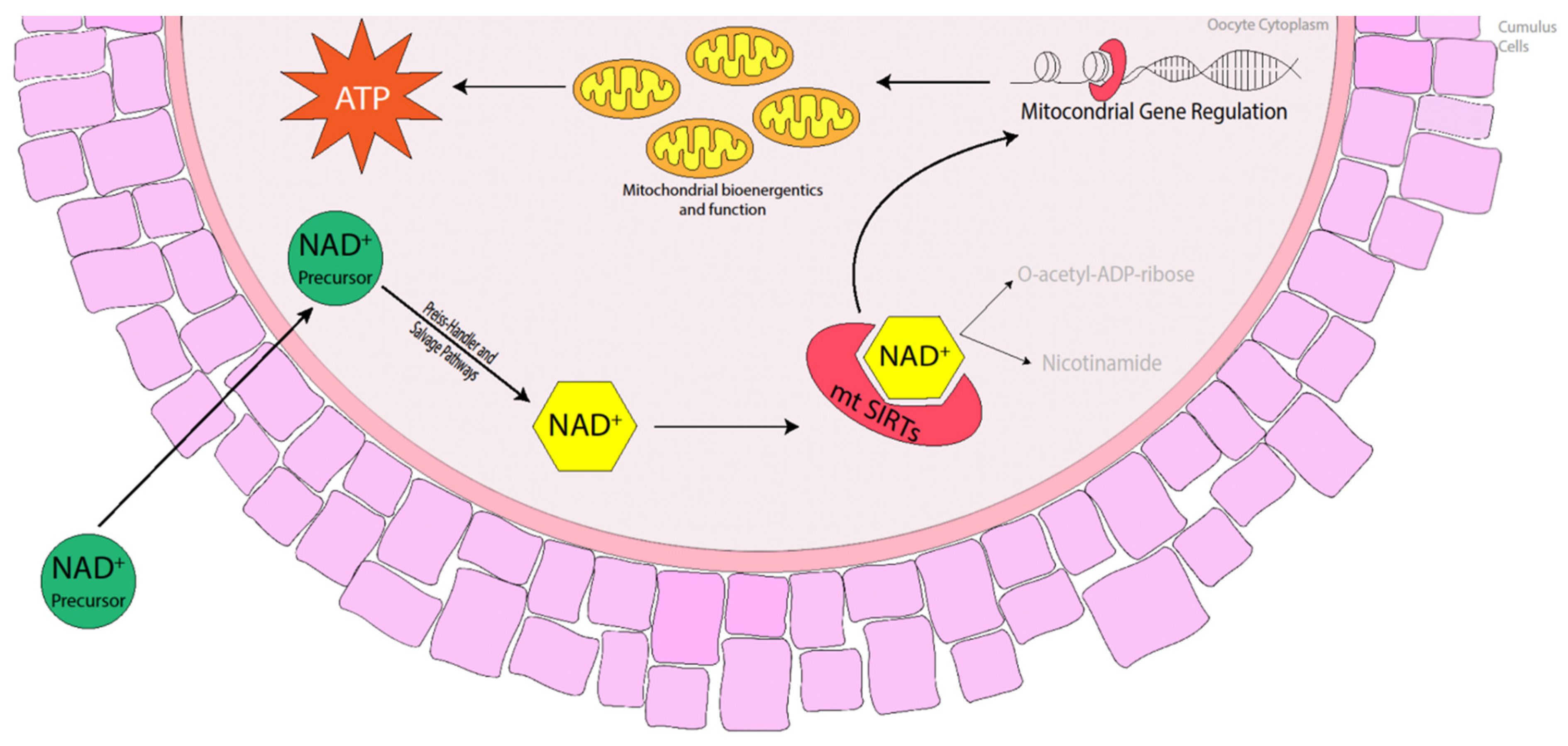 Animals 14 00193 g002