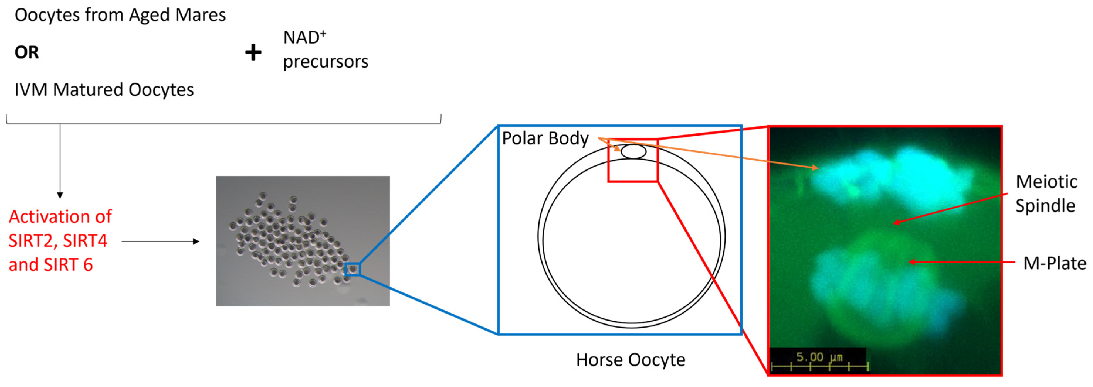 Animals 14 00193 g003