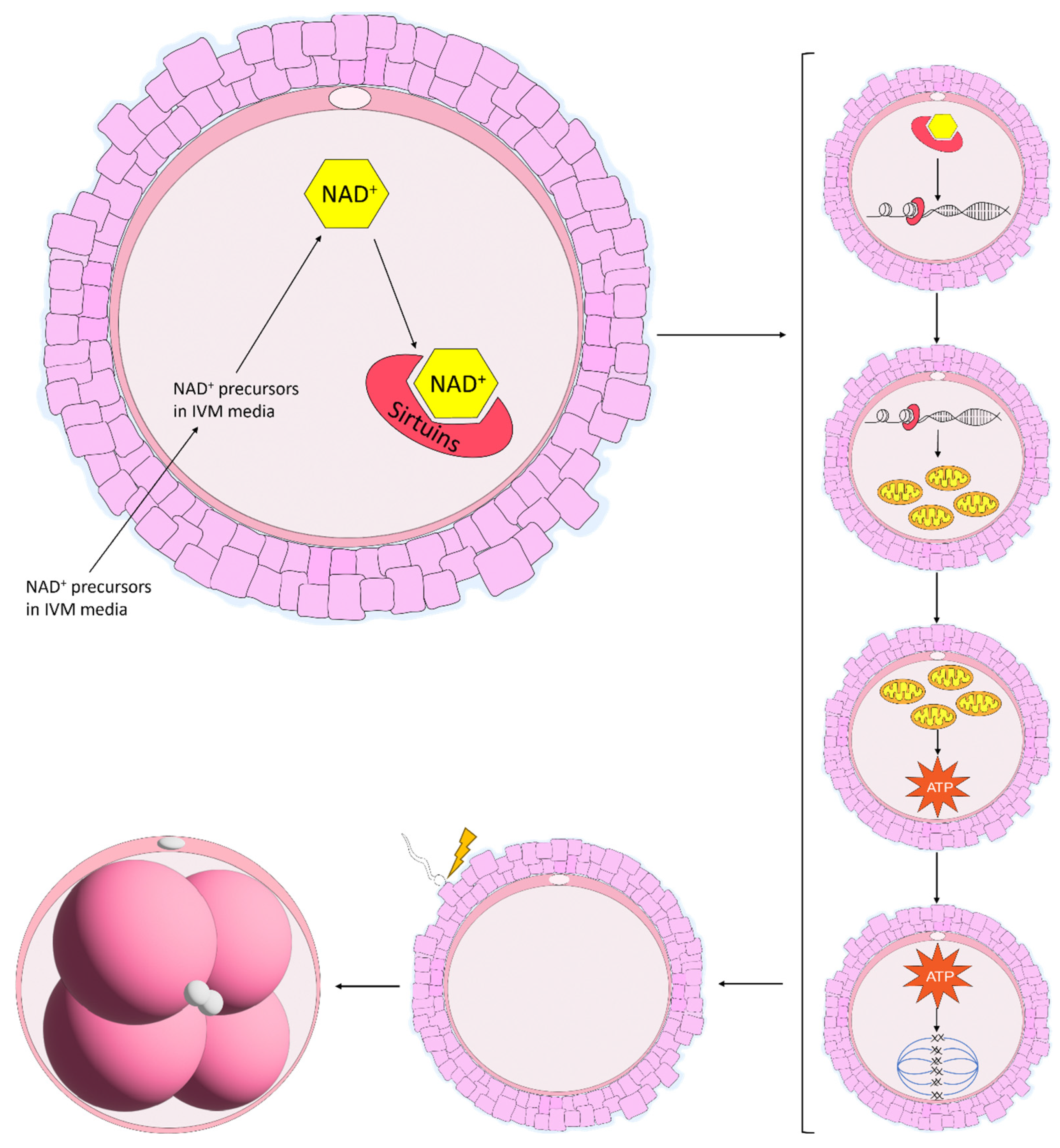 Animals 14 00193 g004