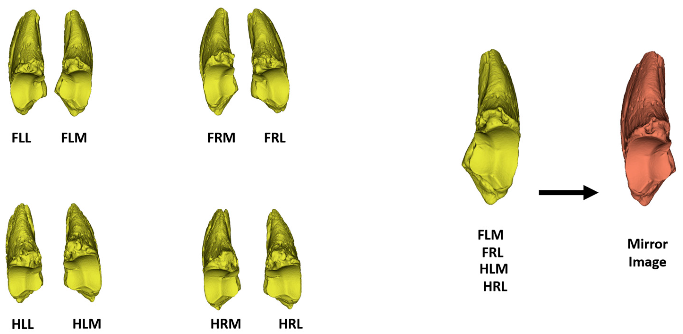 Animals 14 00194 g001