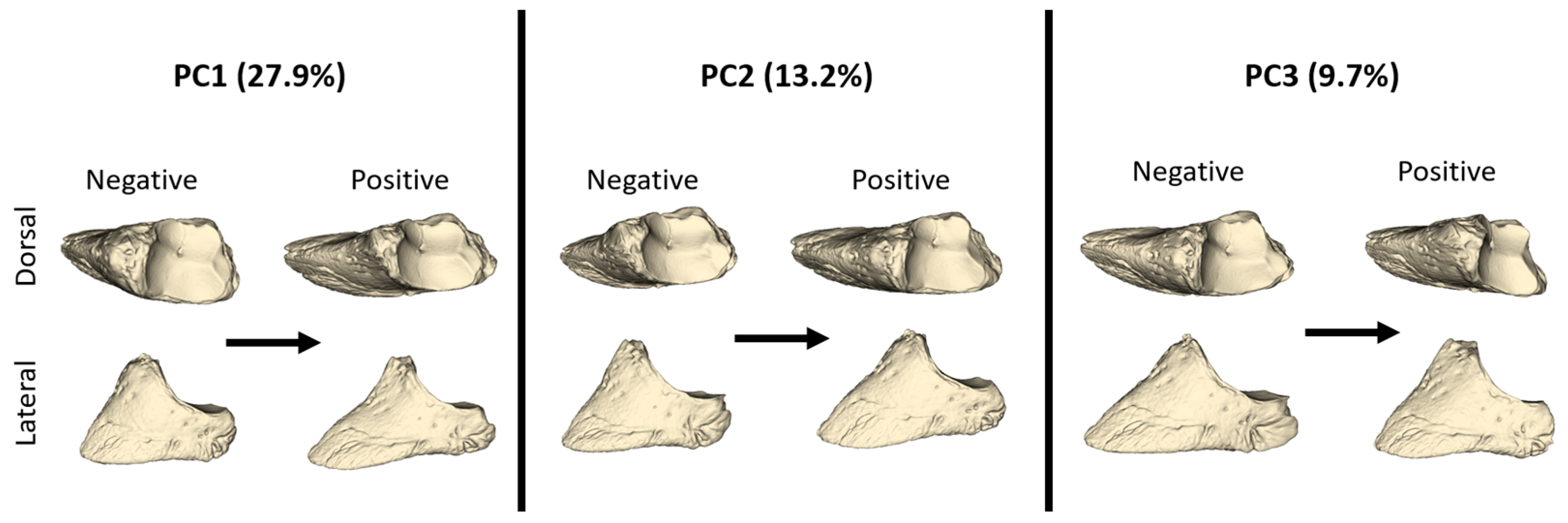 Animals 14 00194 g004