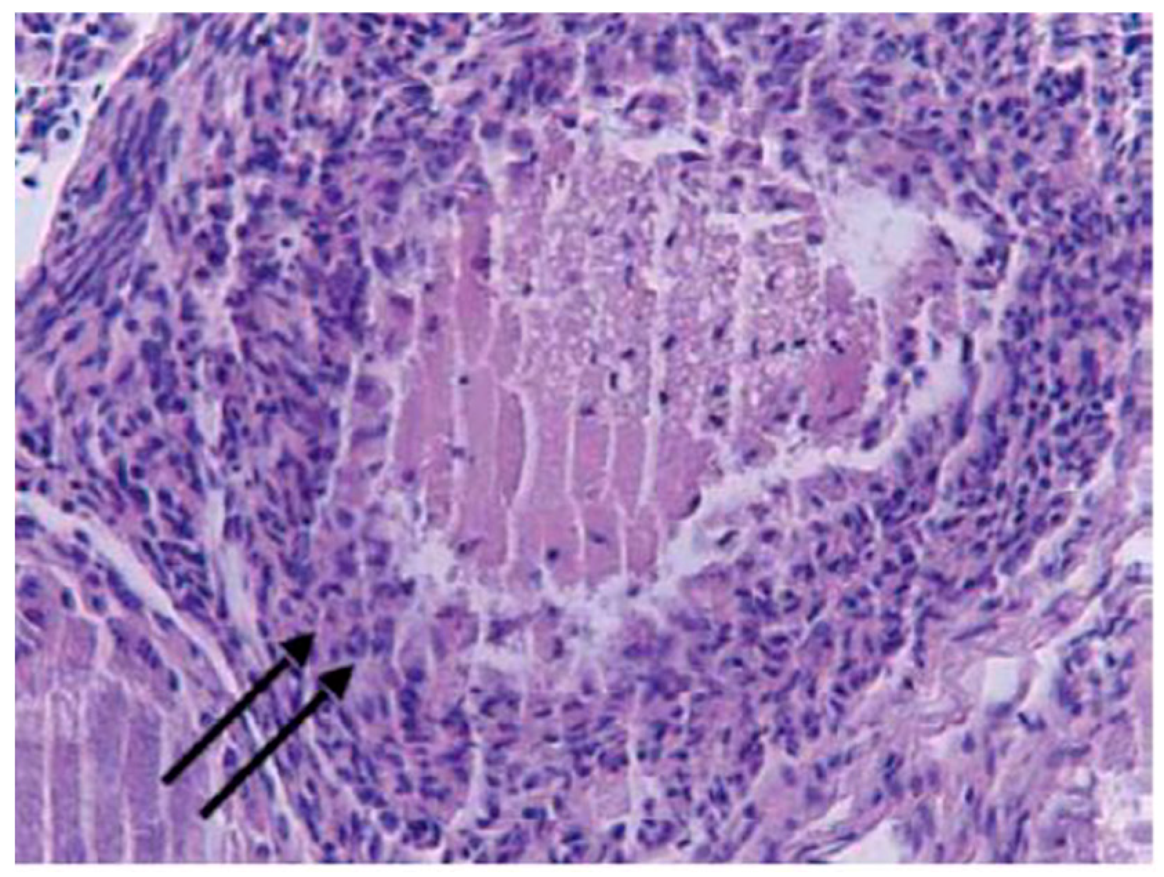 Animals 14 00215 g003 Animals 14 00215 g003