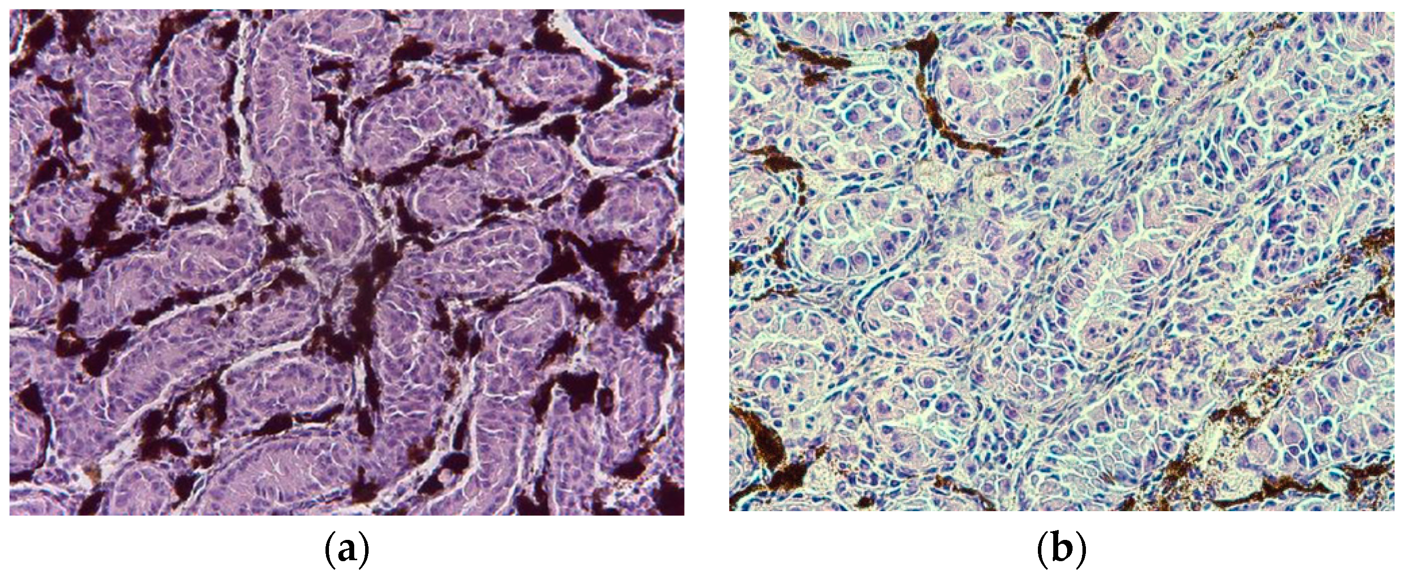 Animals 14 00215 g004 Animals 14 00215 g004