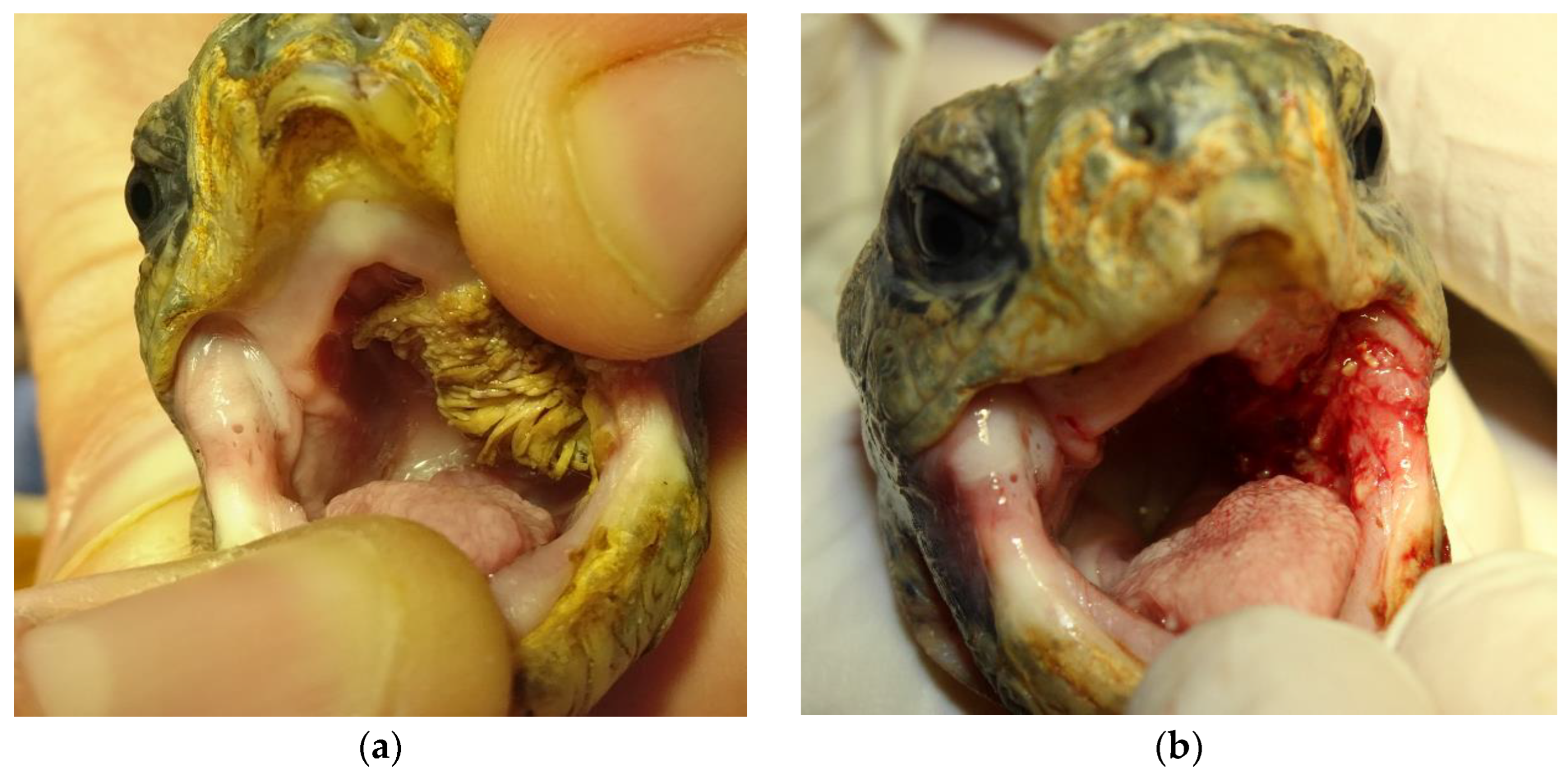 Animals 14 00247 g001