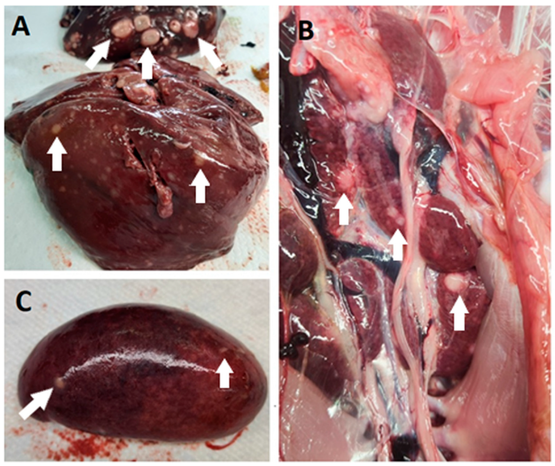 Animals 14 00250 g002