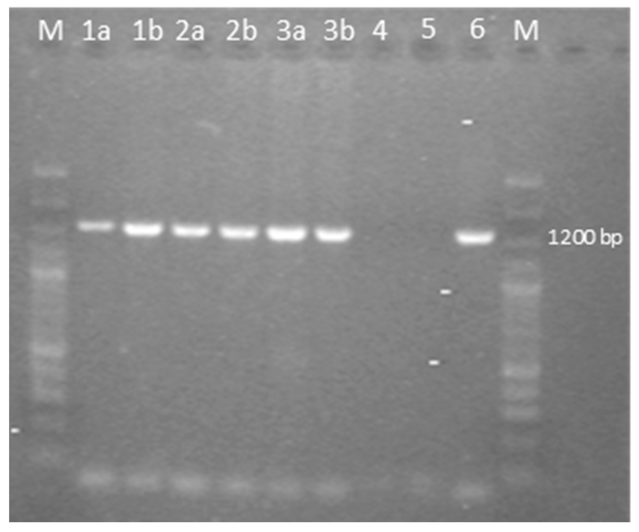 Animals 14 00250 g003