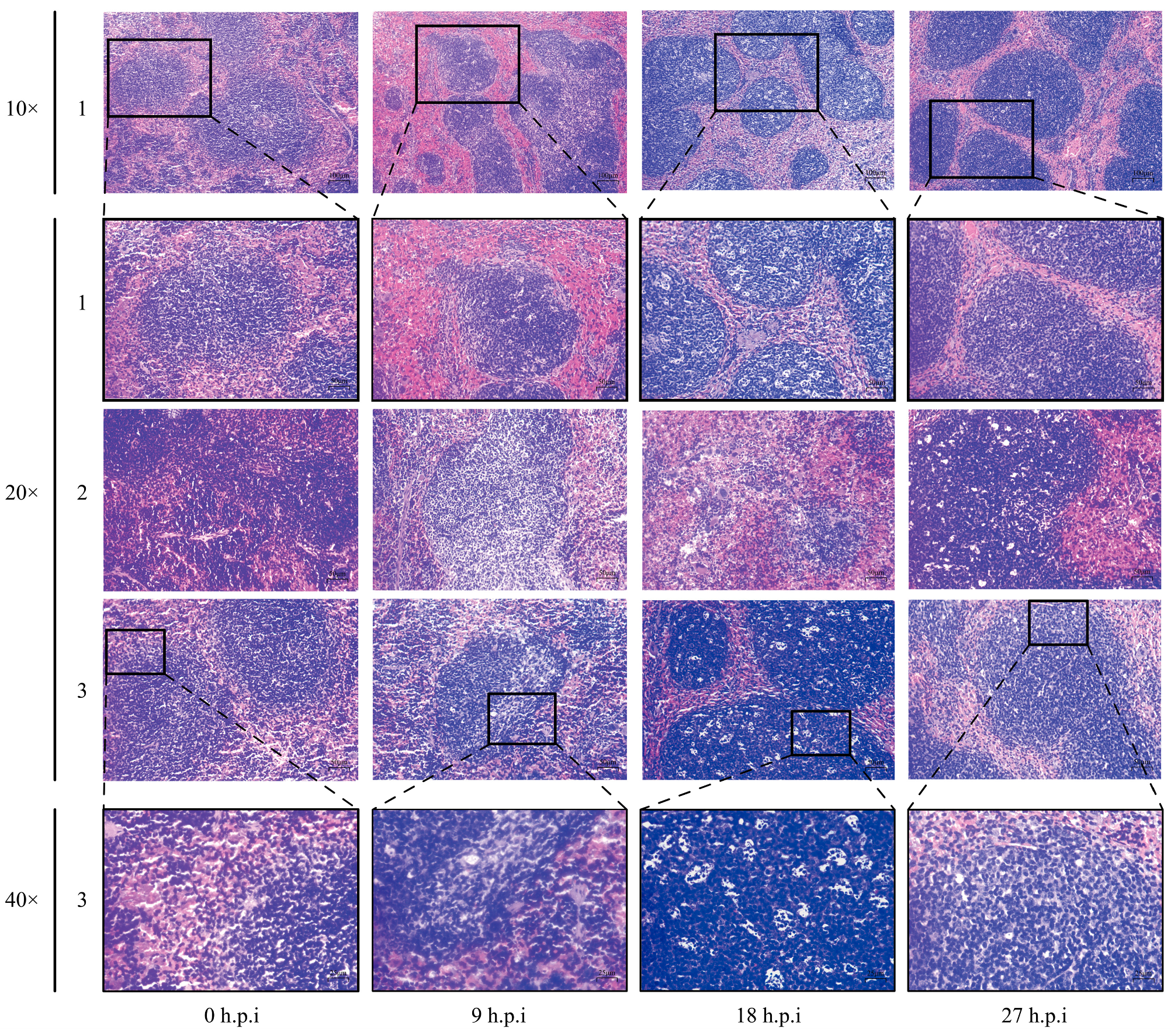 Animals 14 00317 g004