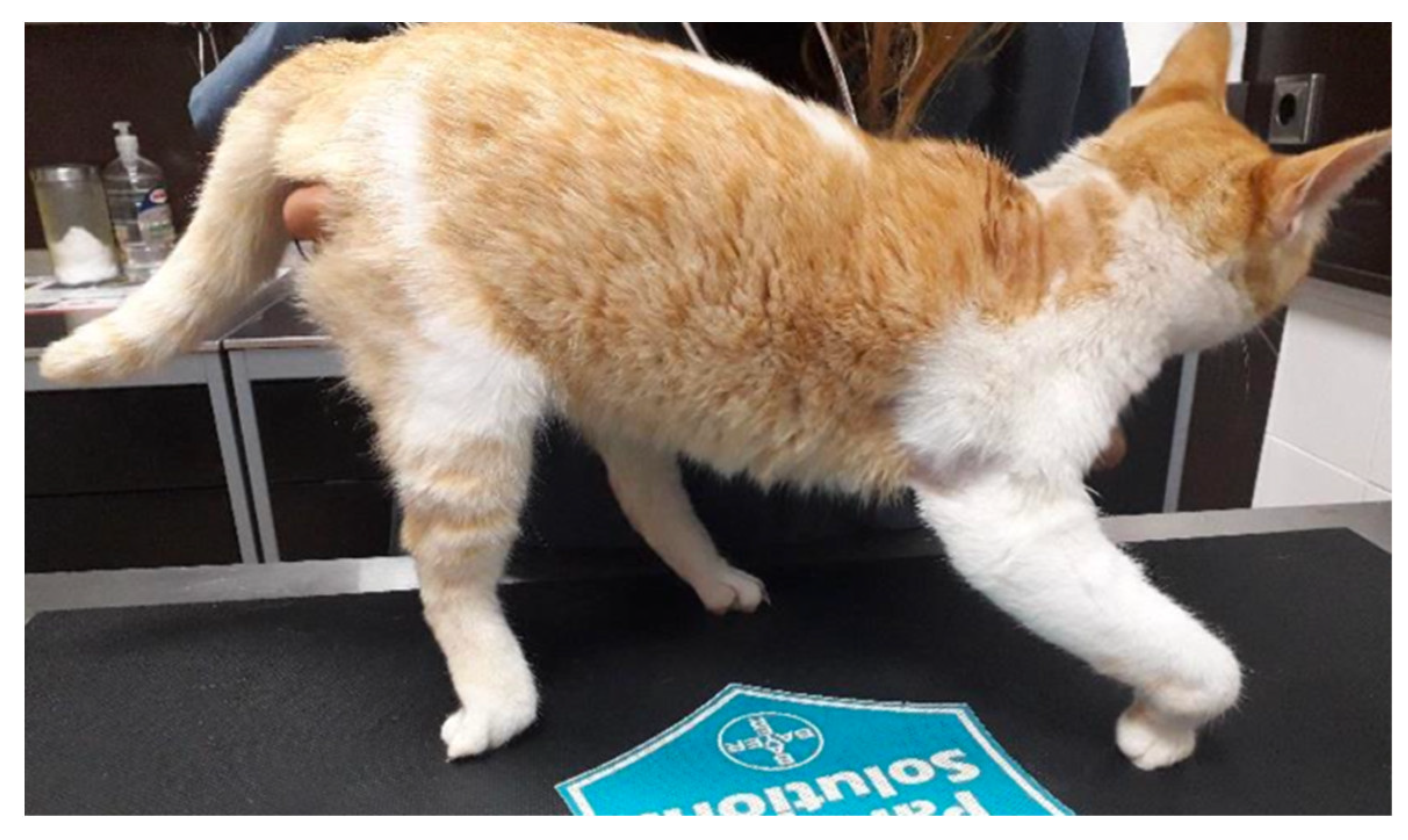 Animals 14 00323 g001