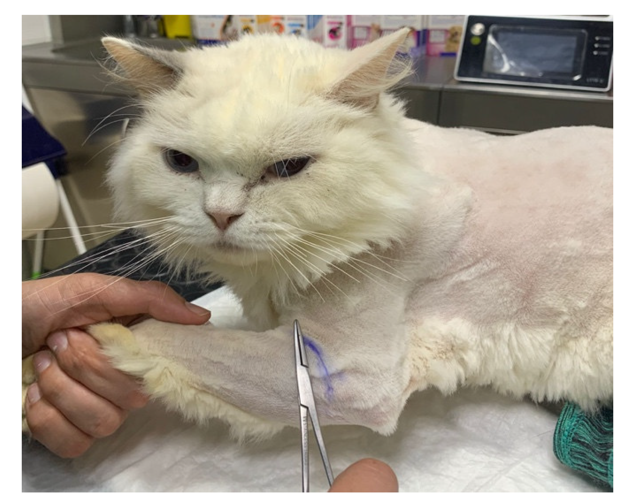 Animals 14 00323 g003