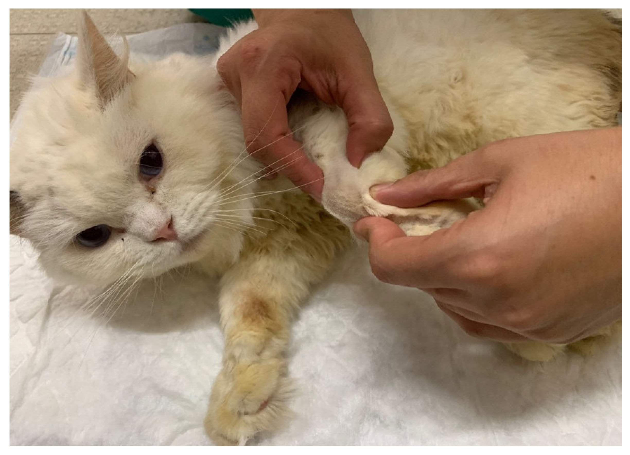 Animals 14 00323 g004